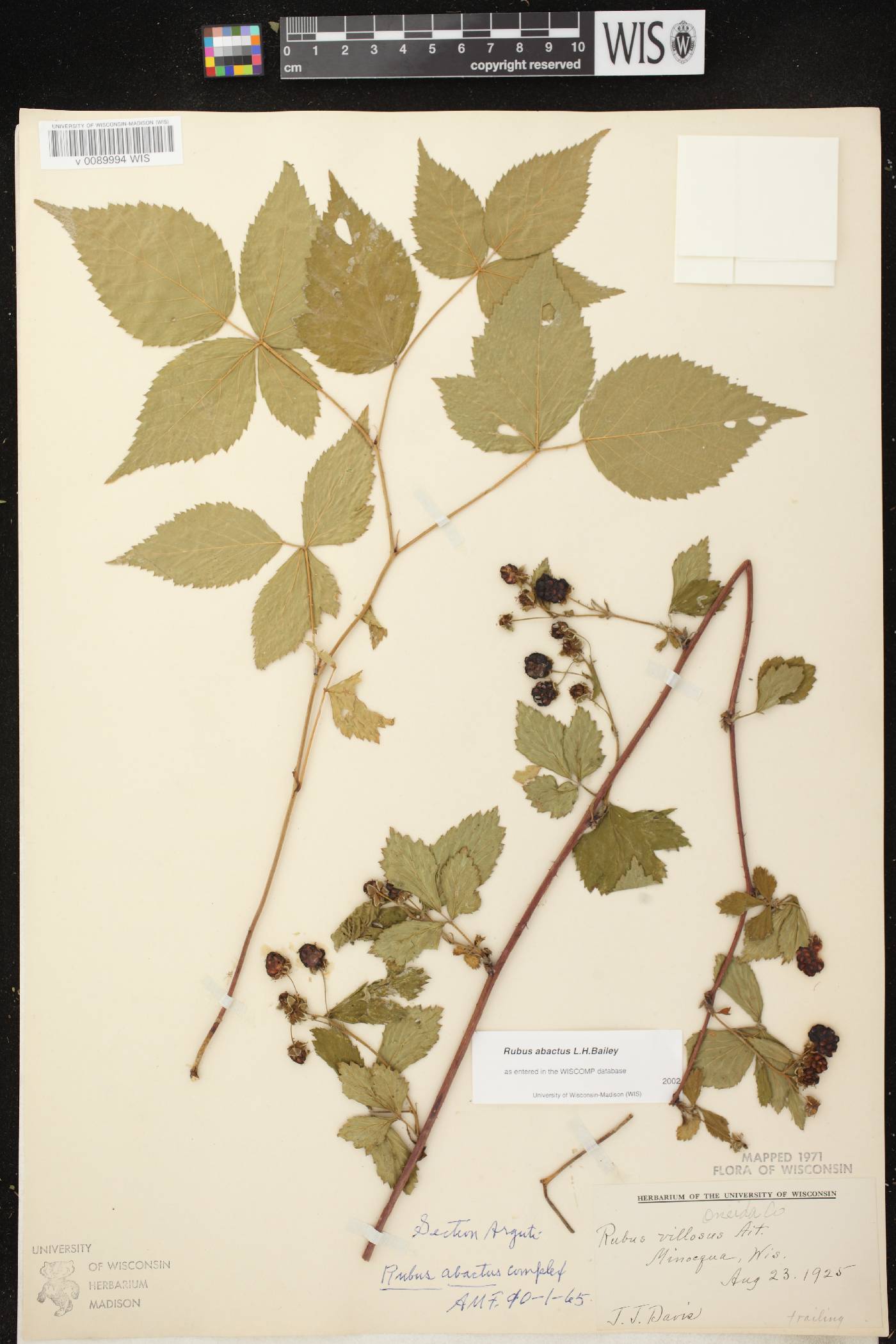 Rubus pensilvanicus image