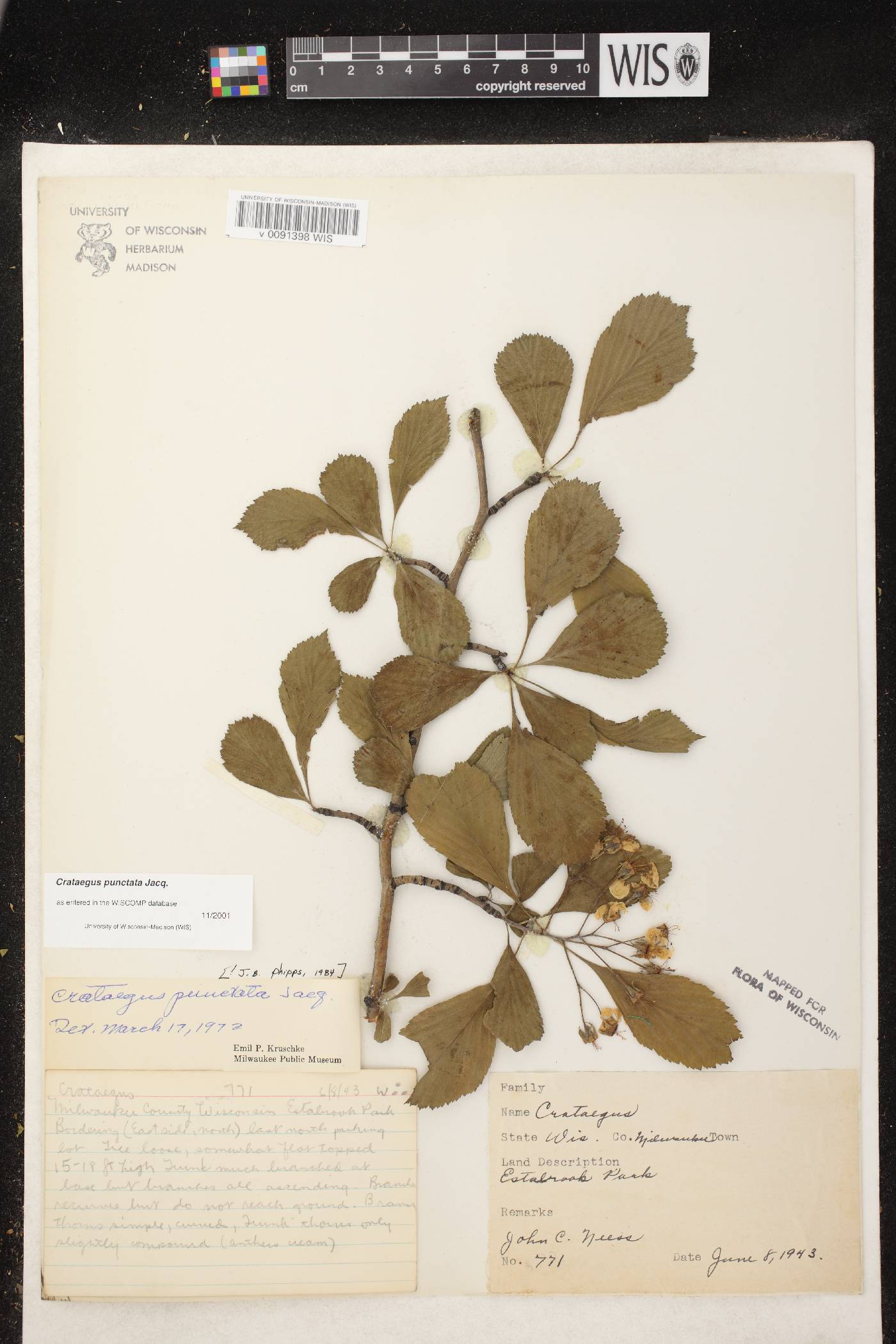 Crataegus punctata image