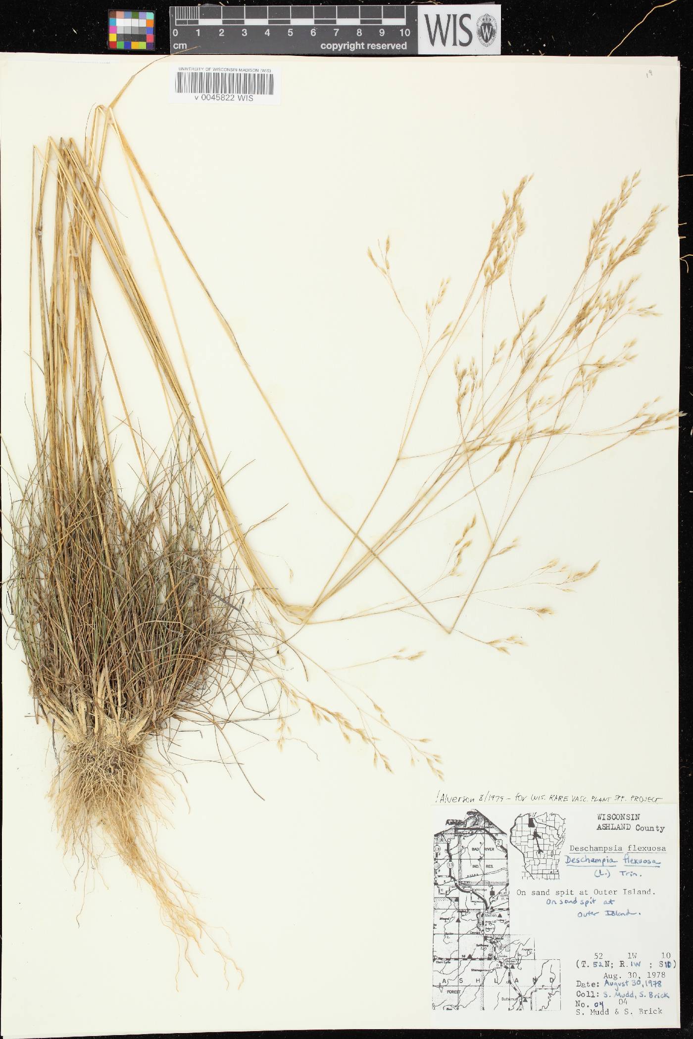 Avenella flexuosa image