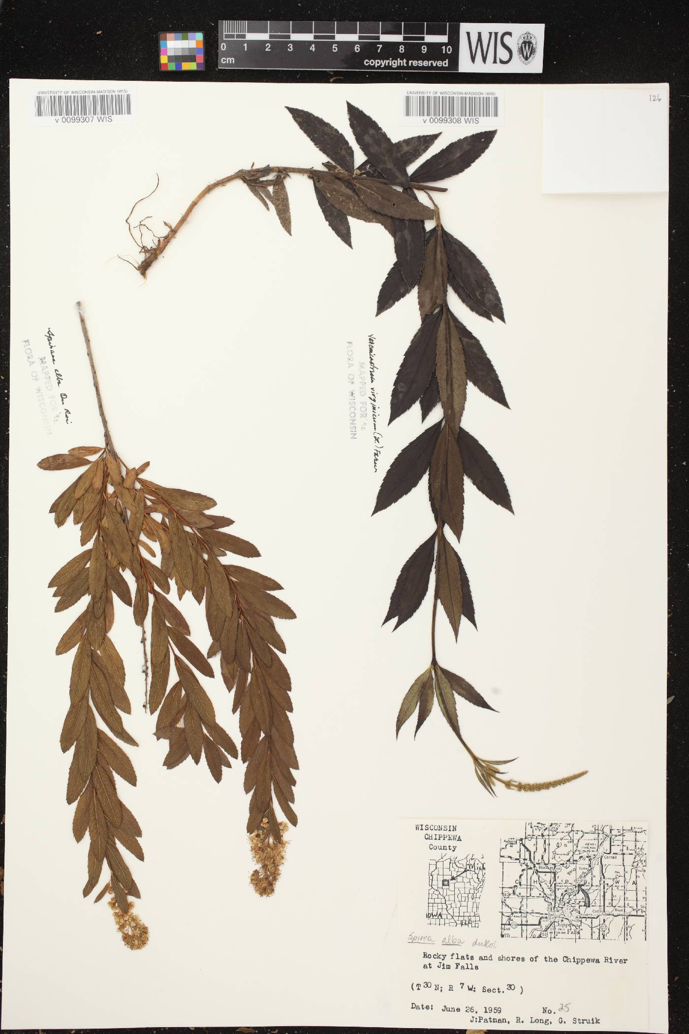 Veronicastrum virginicum image