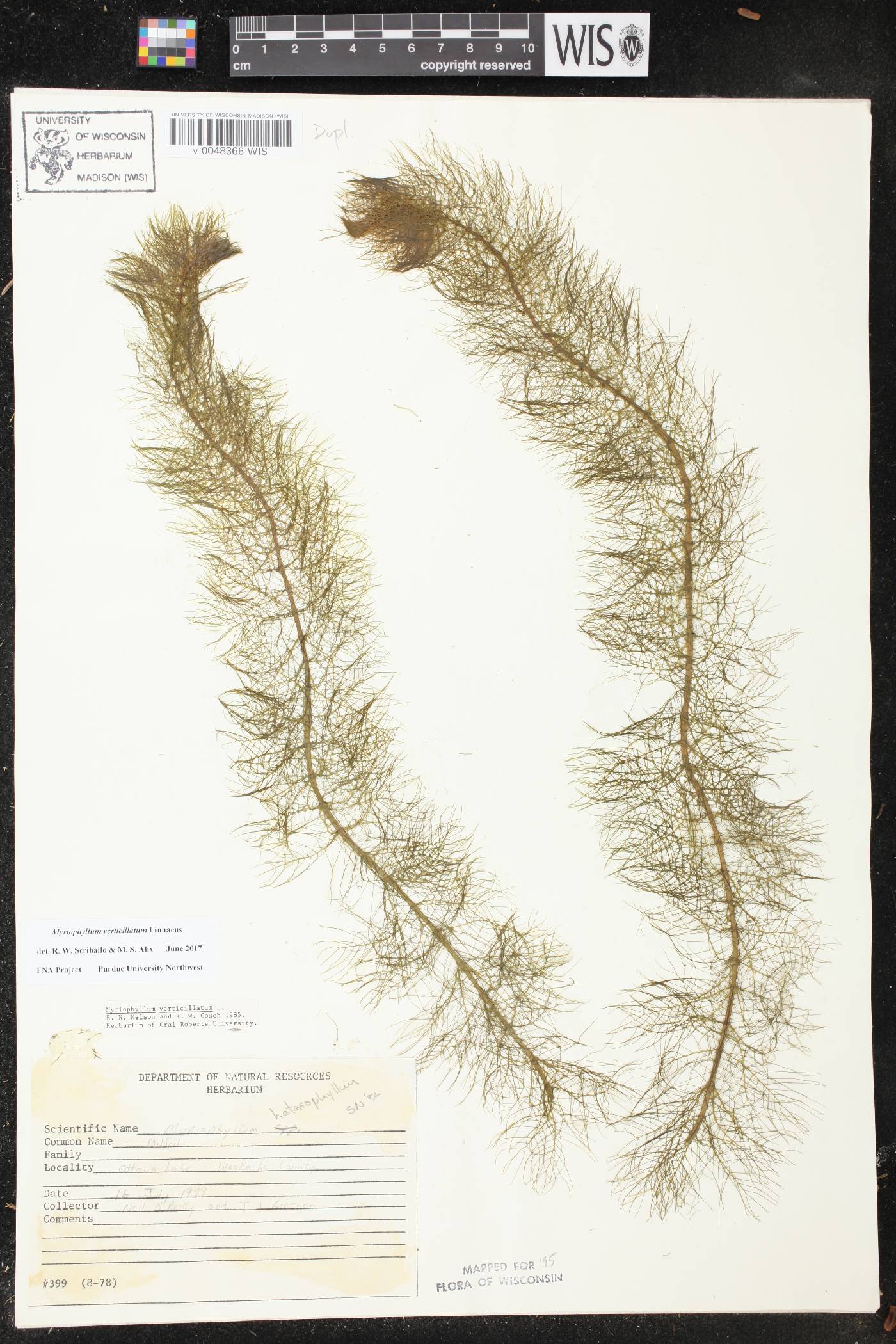 Myriophyllum verticillatum image