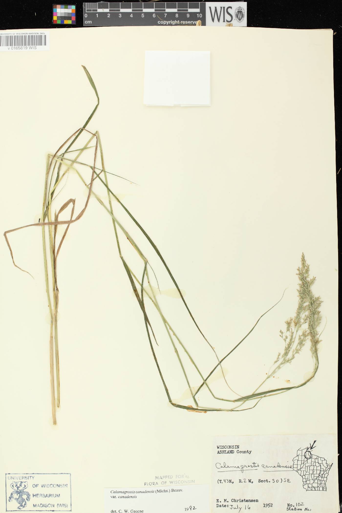 Calamagrostis canadensis var. canadensis image