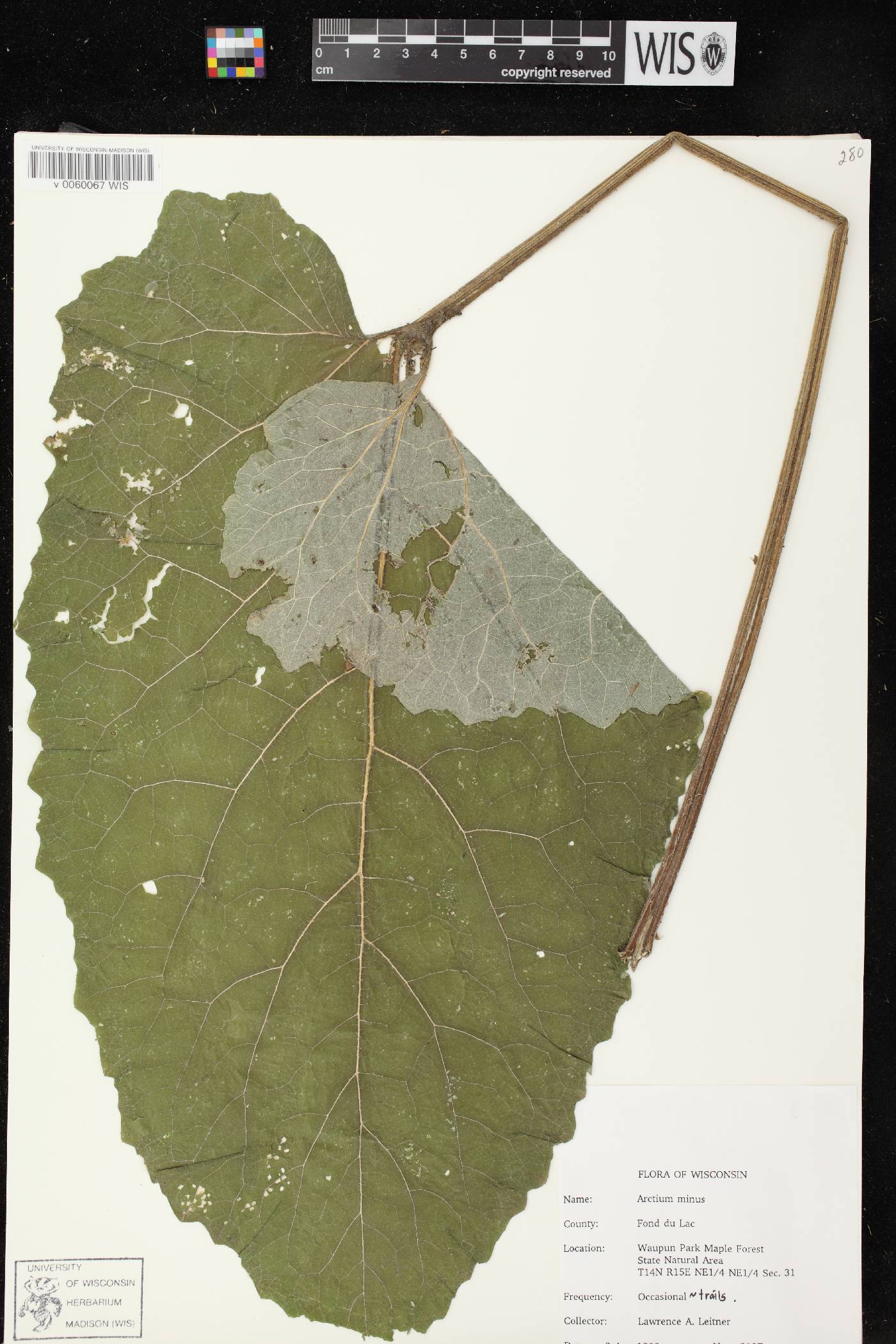 Arctium minus image