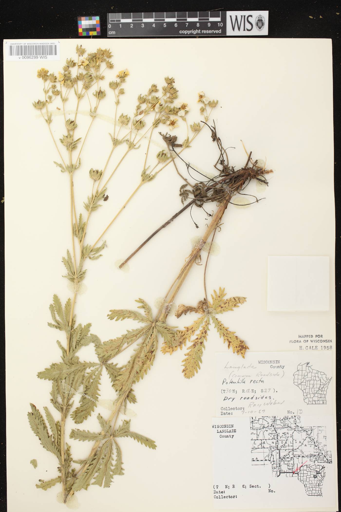 Potentilla recta image