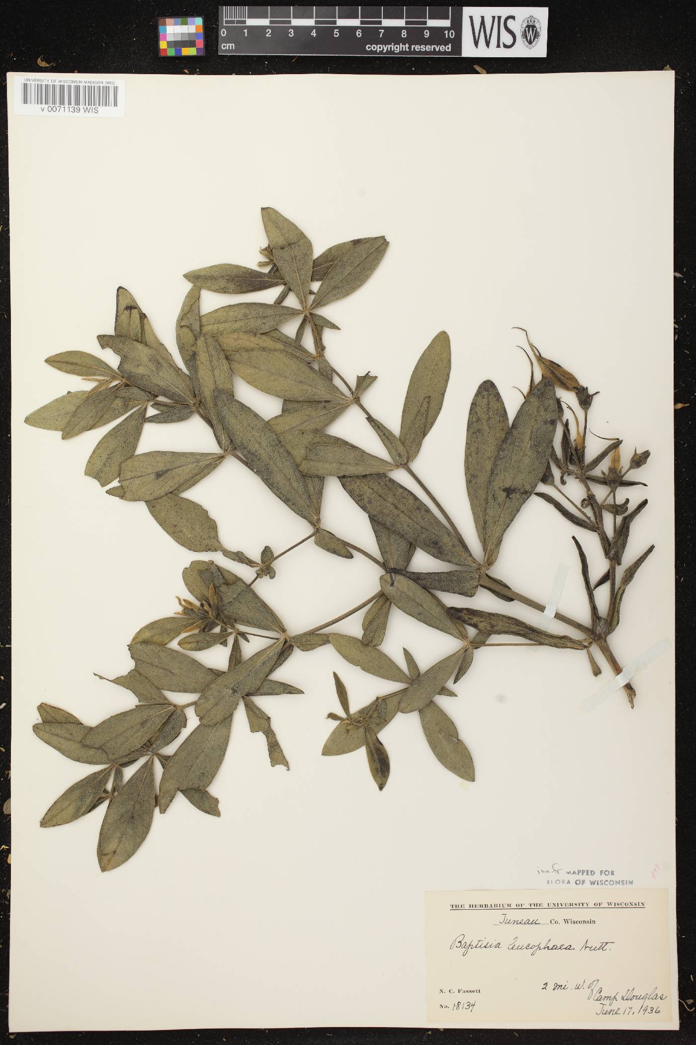 Baptisia leucophaea image
