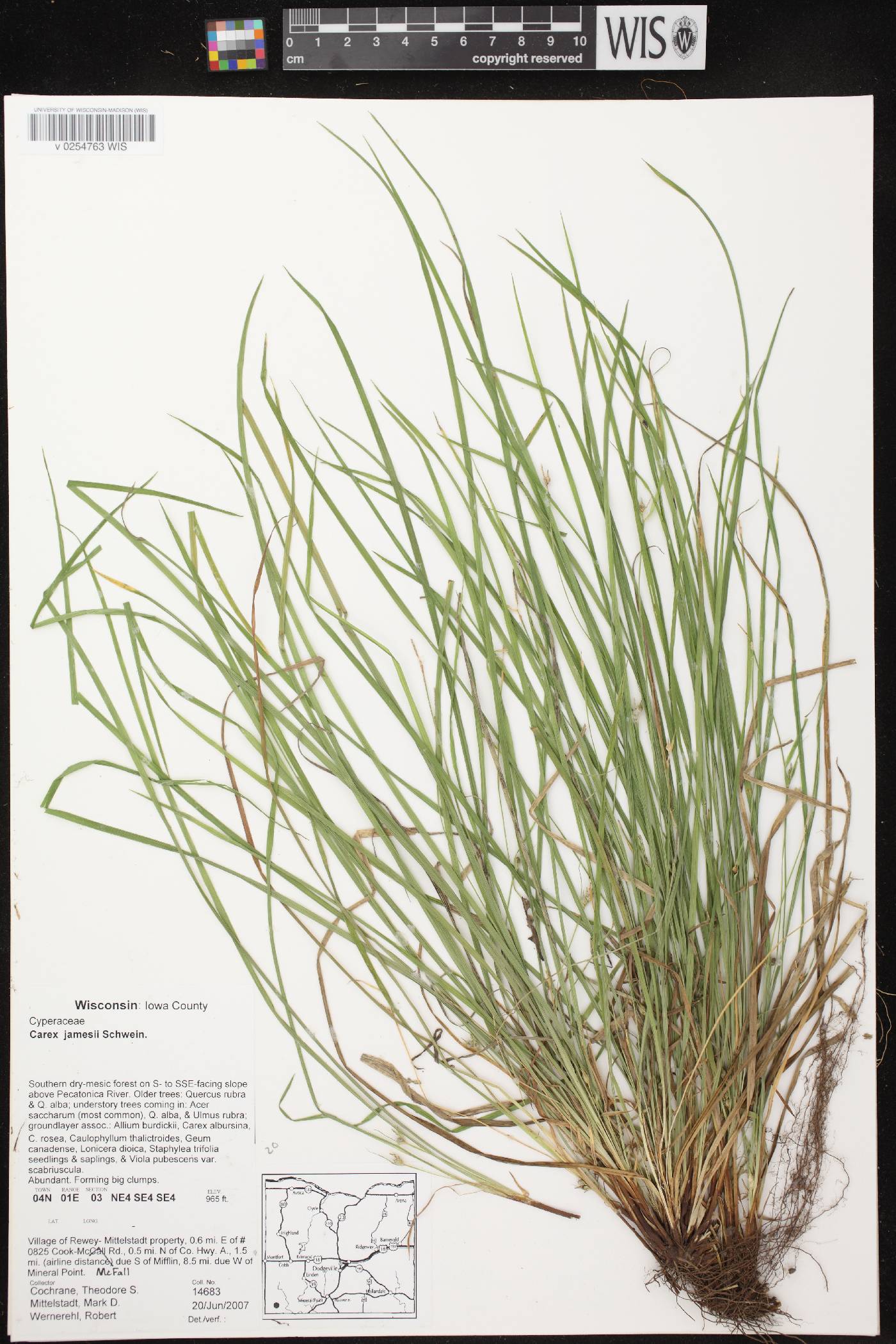 Carex jamesii image