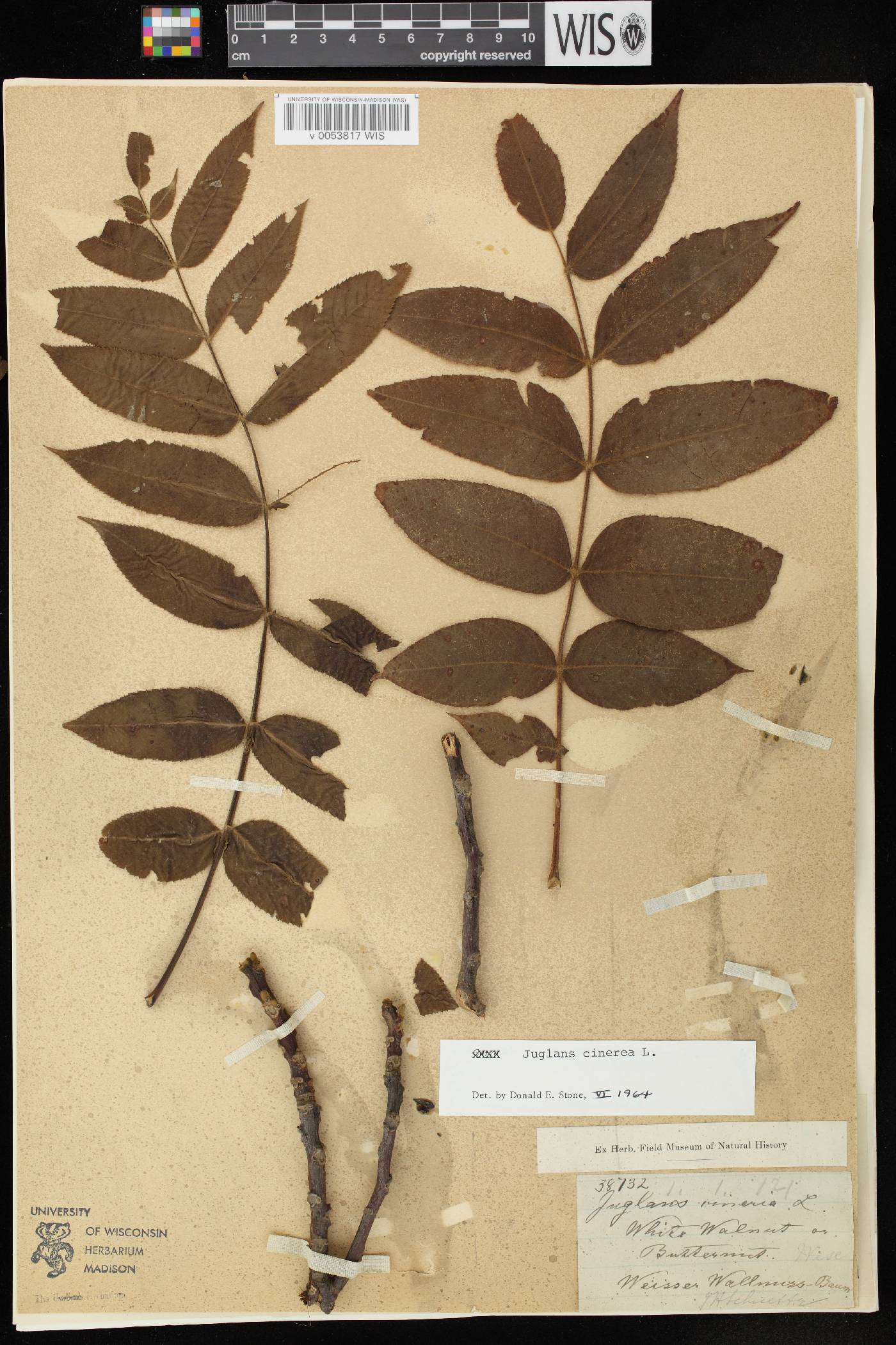Juglans cinerea image