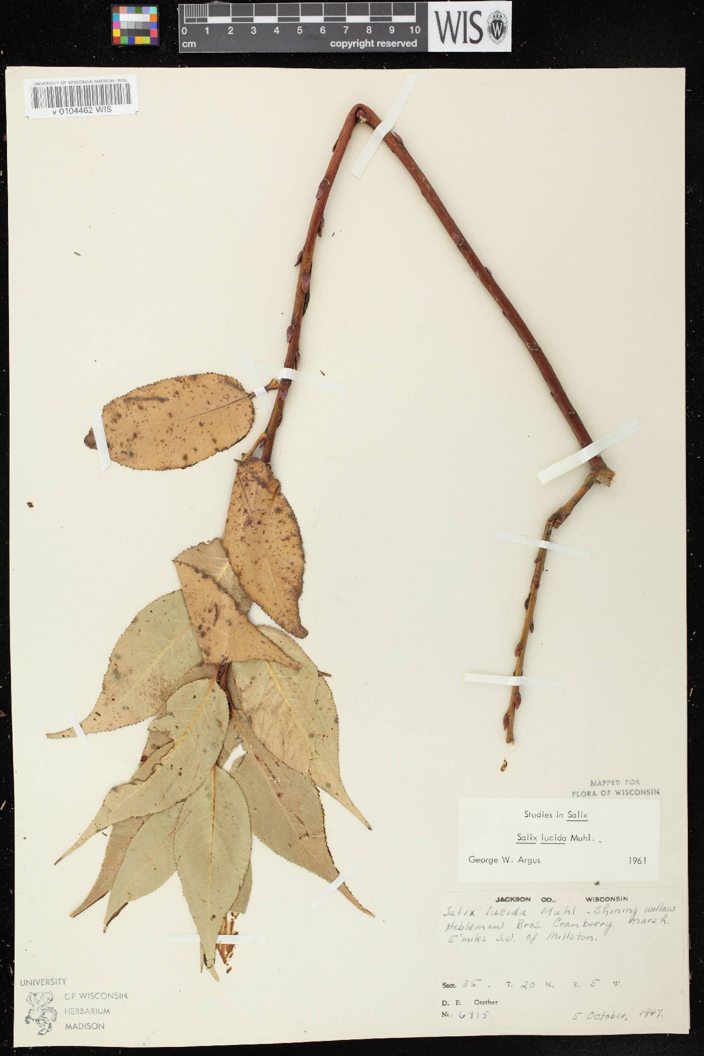 Salix lucida image