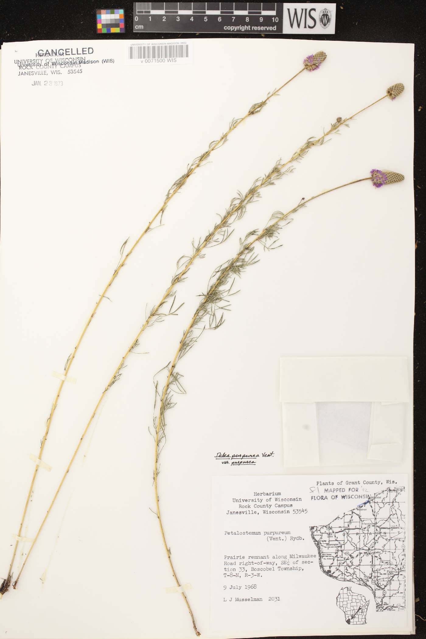 Dalea purpurea var. purpurea image