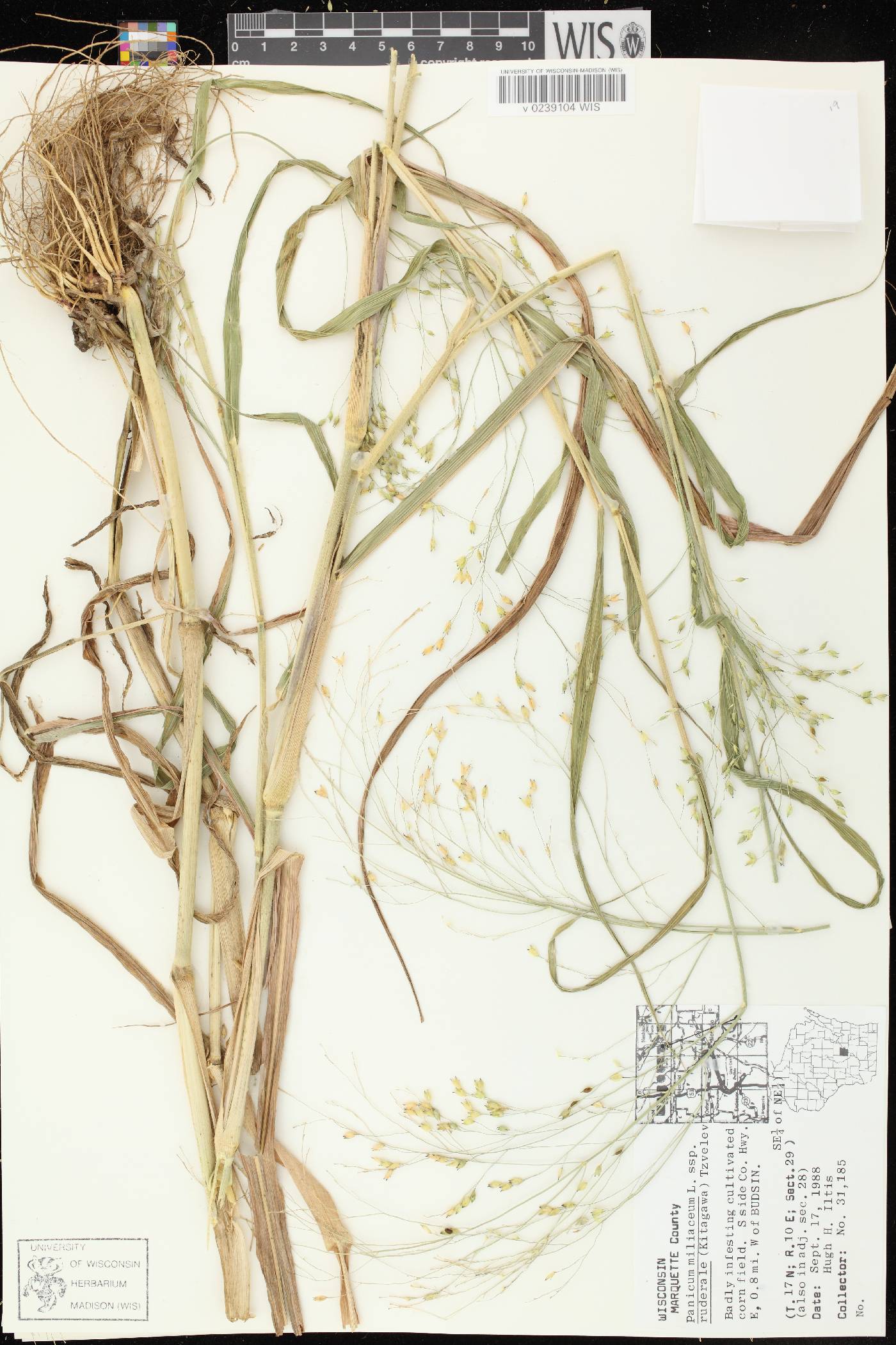 Panicum miliaceum subsp. ruderale image