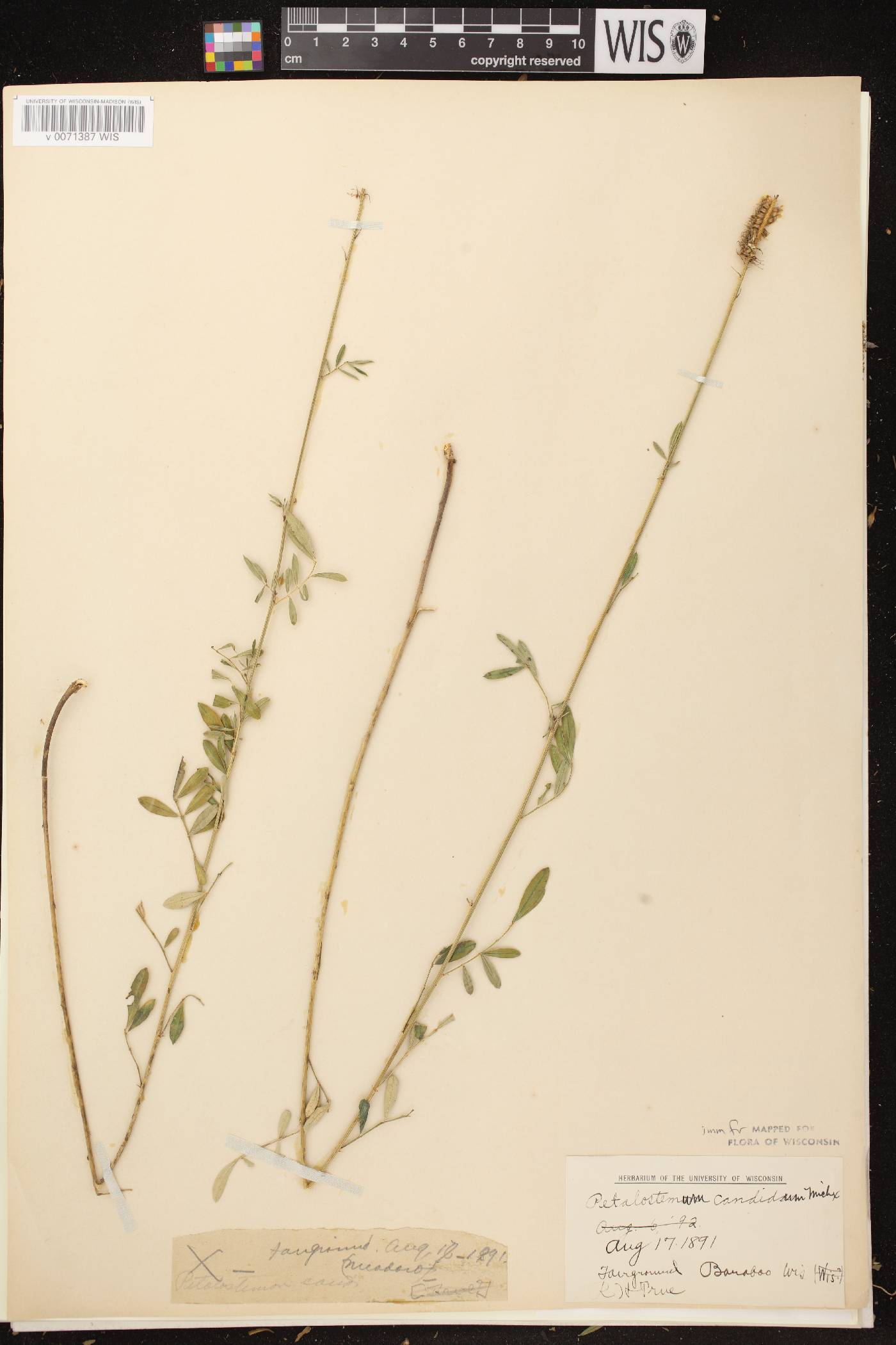Dalea candida image