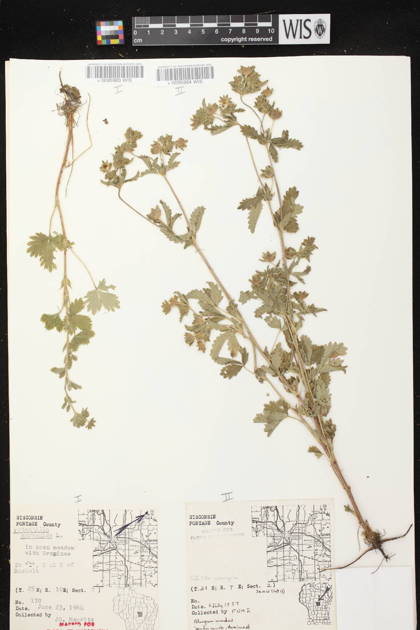 Potentilla norvegica image