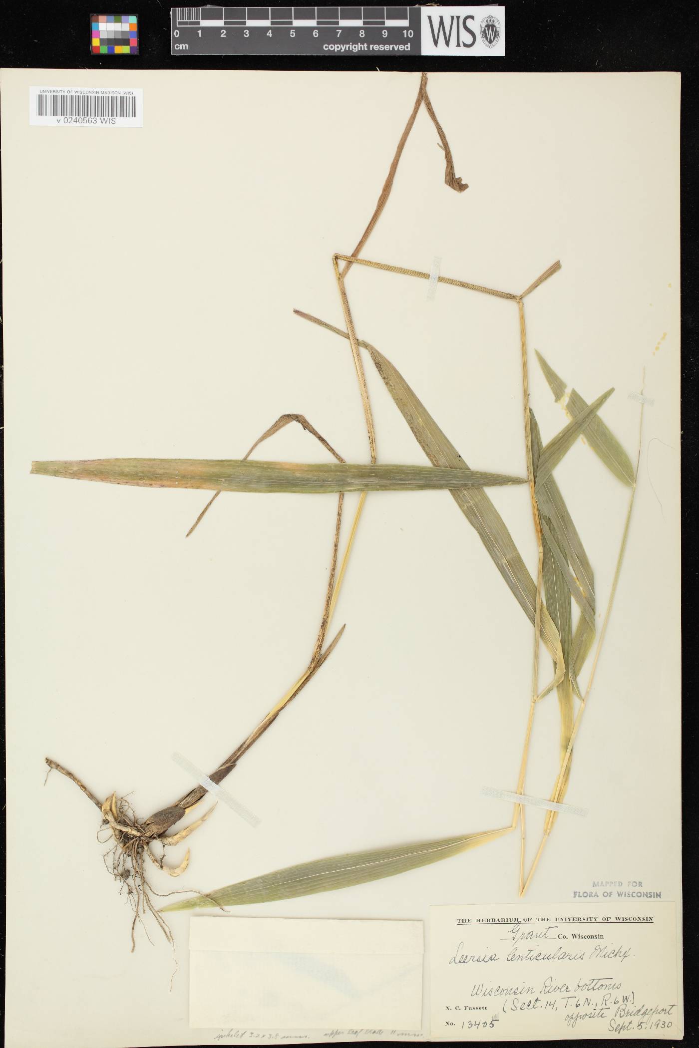 Leersia lenticularis image