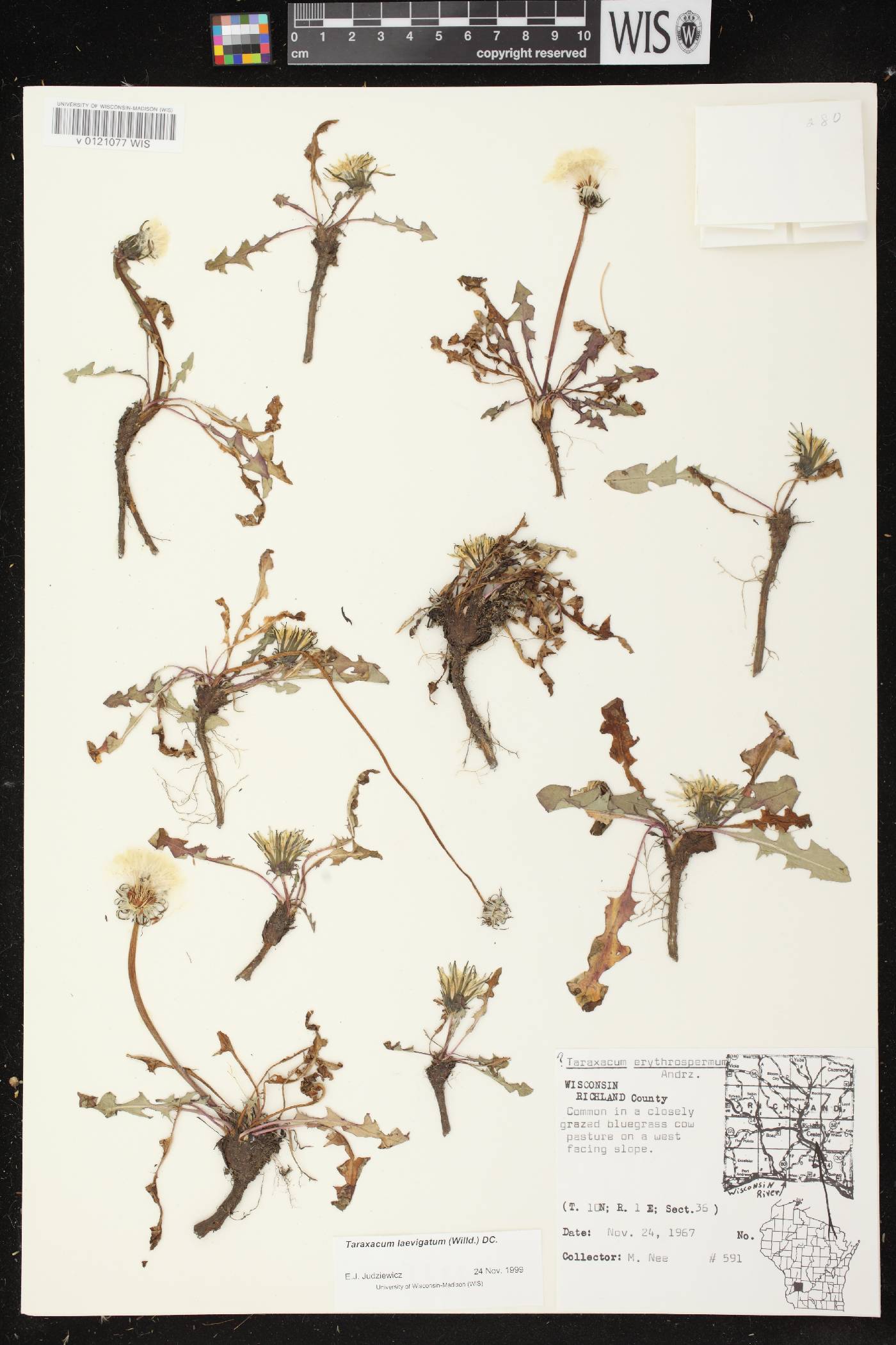 Taraxacum erythrospermum image