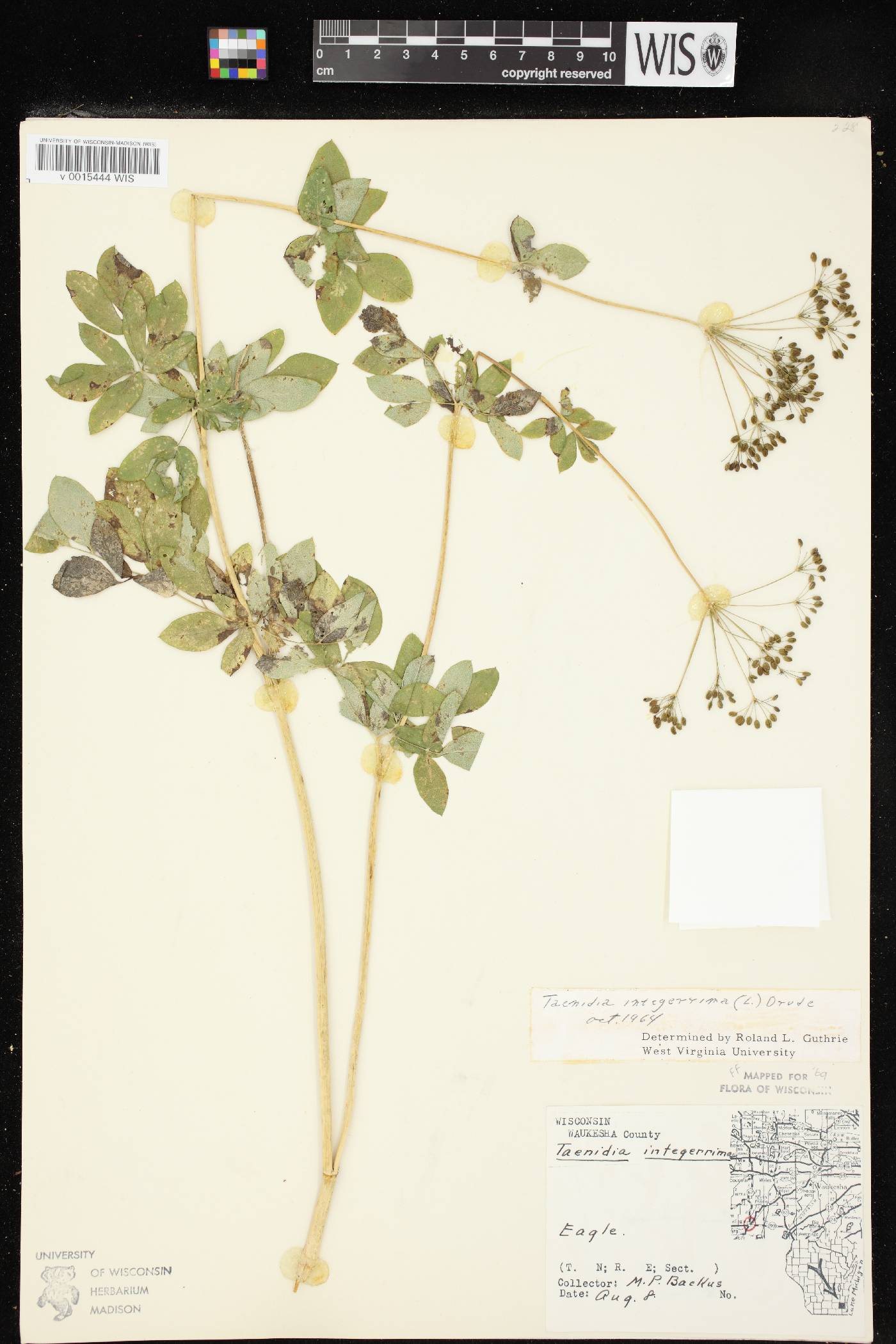 Taenidia integerrima image