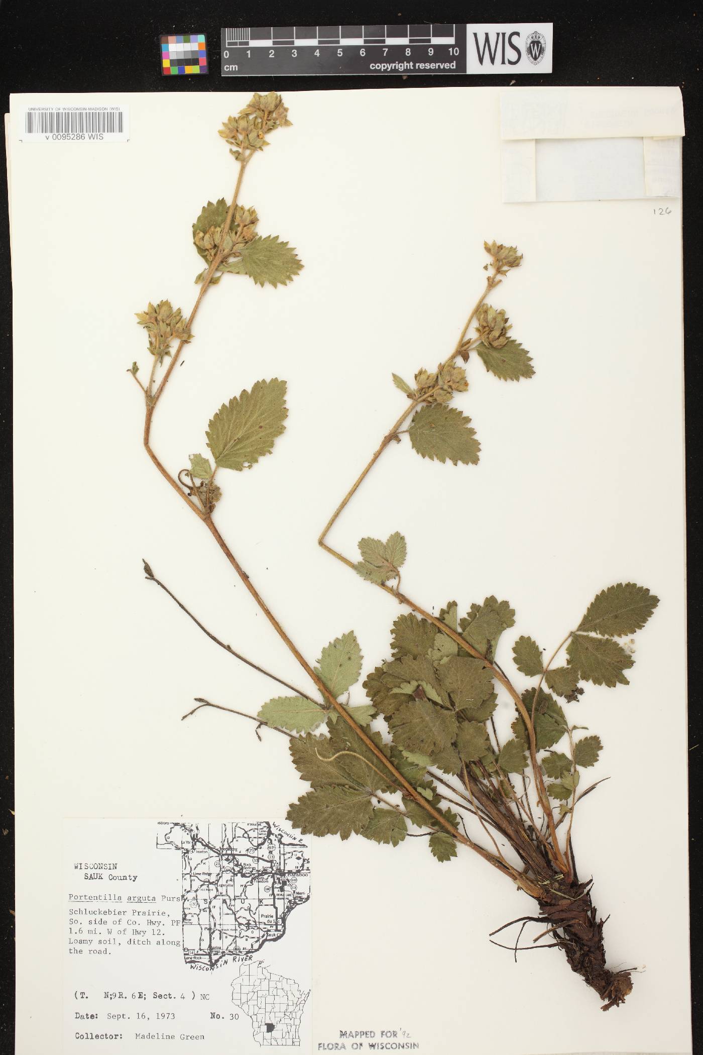 Drymocallis arguta image