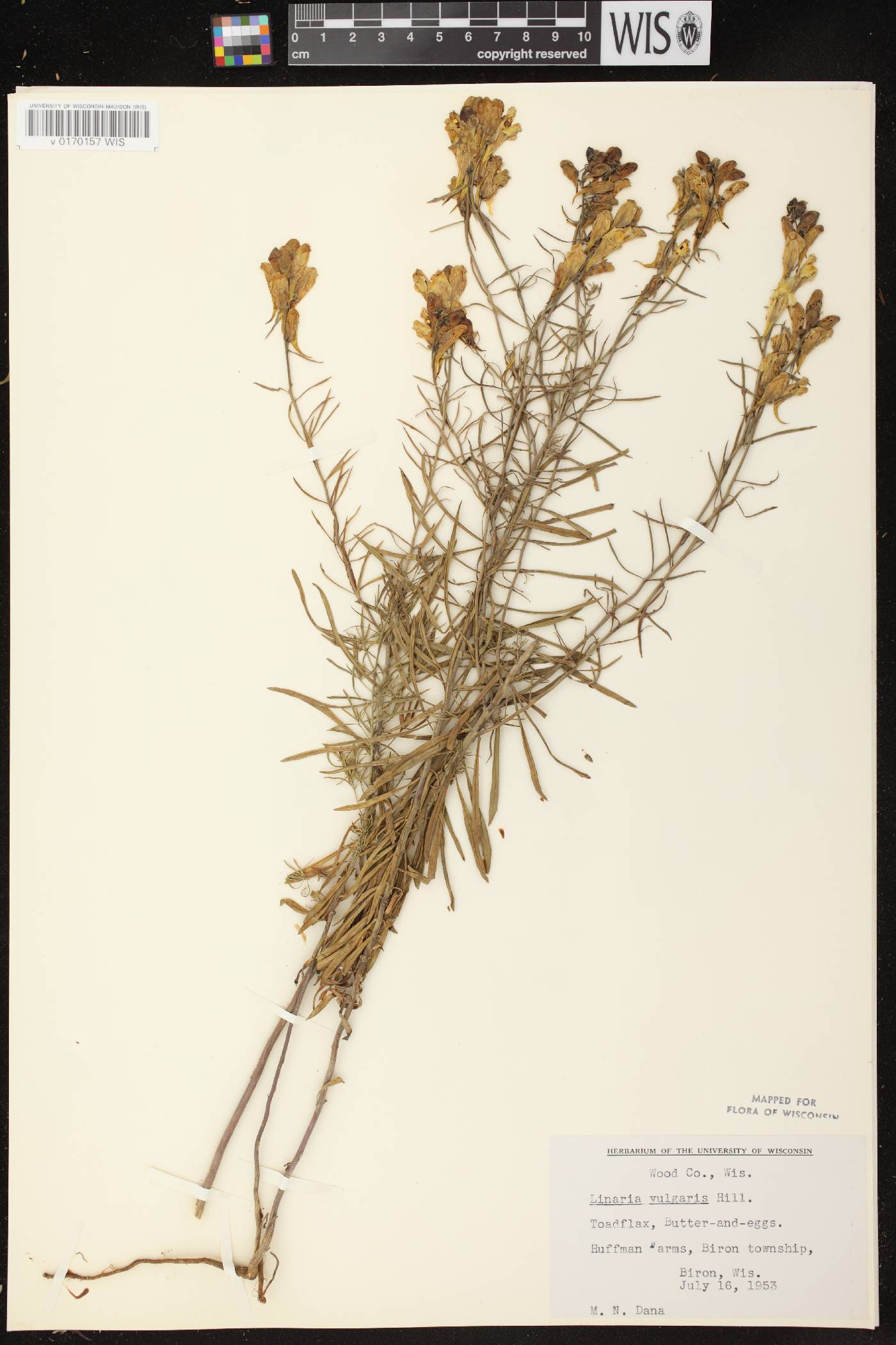 Linaria vulgaris image