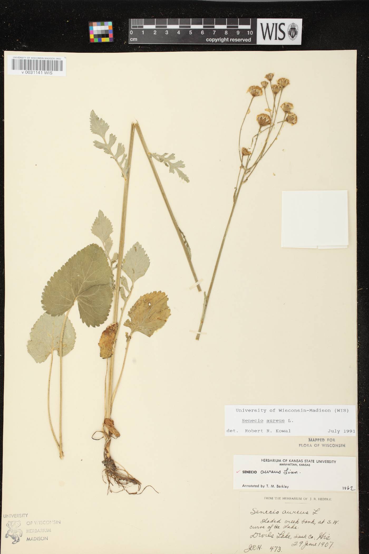 Packera aurea image