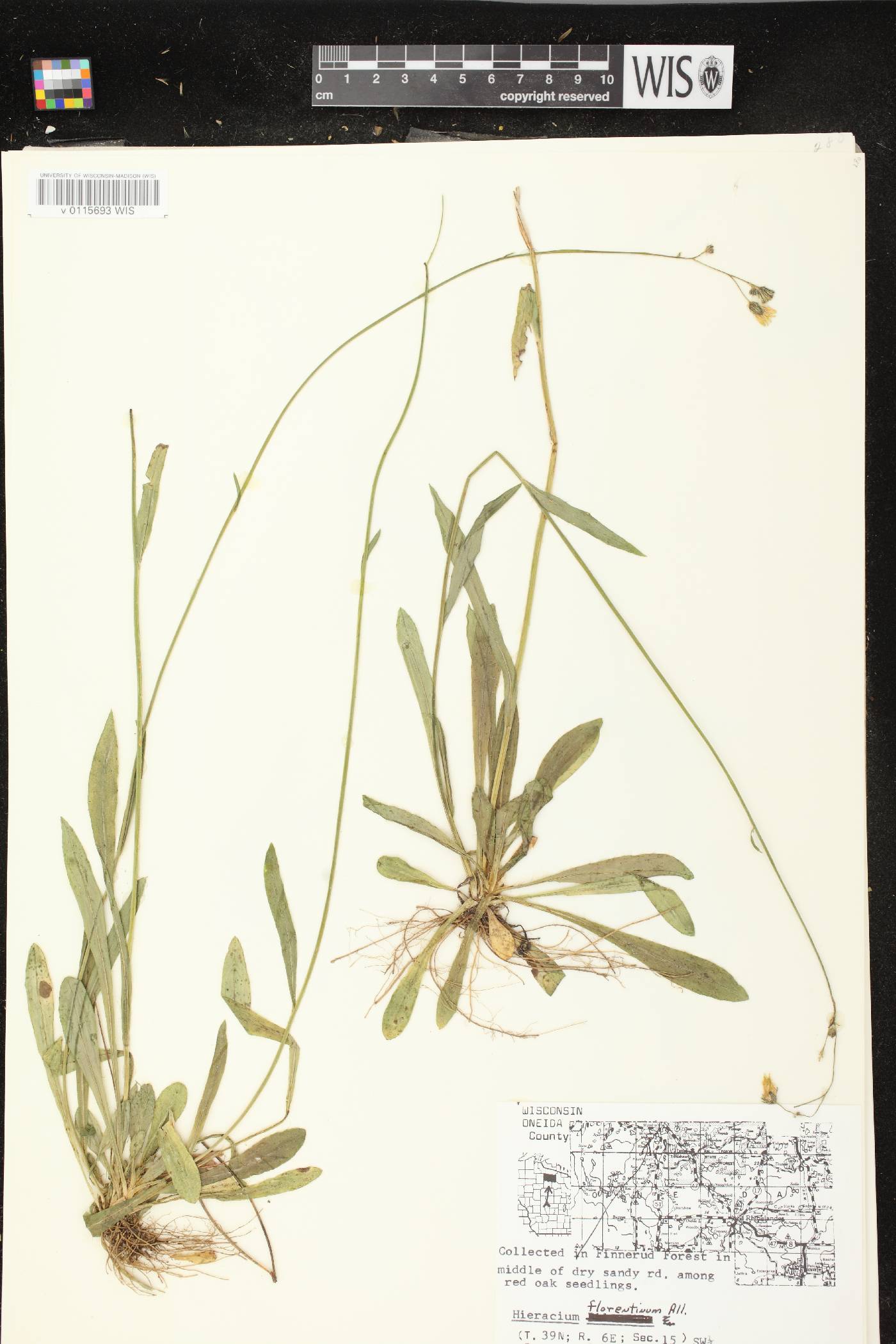 Hieracium piloselloides image