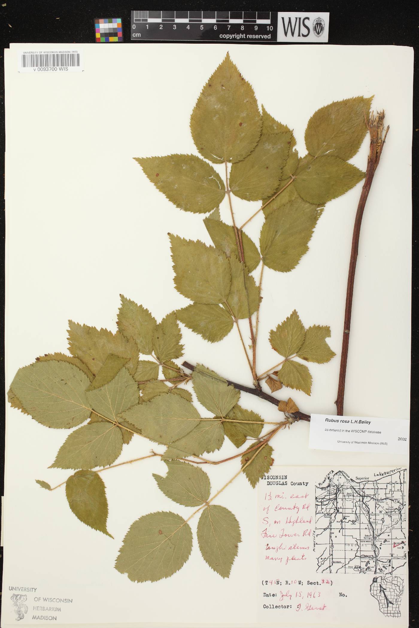 Rubus allegheniensis image