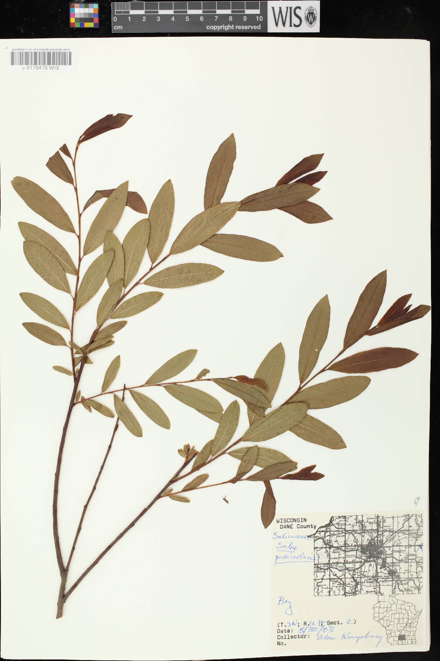 Salix pedicellaris image
