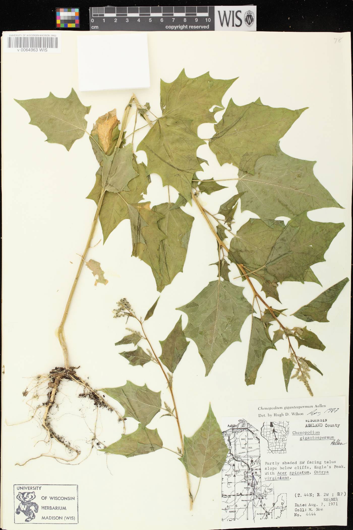 Chenopodium simplex image