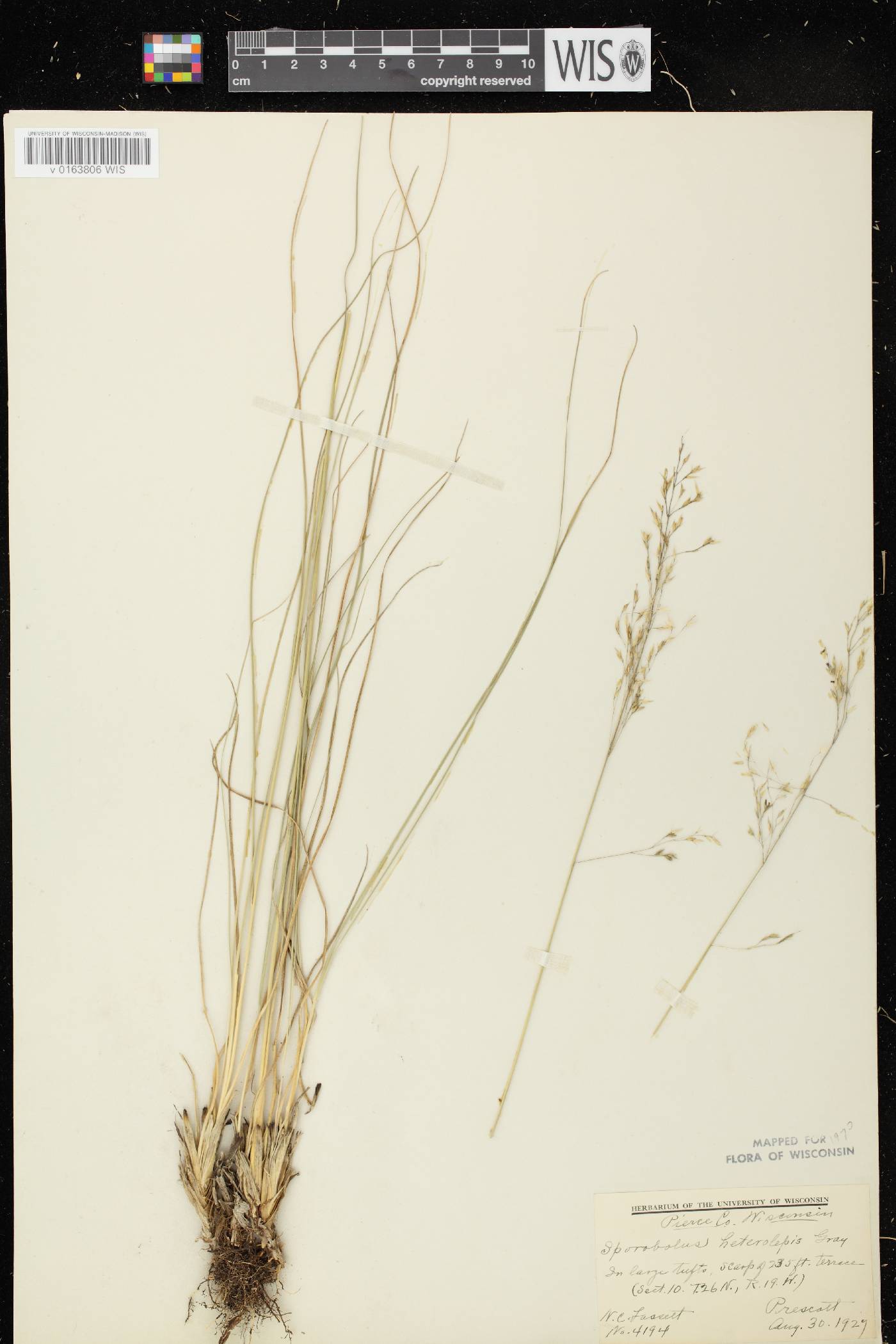 Sporobolus heterolepis image