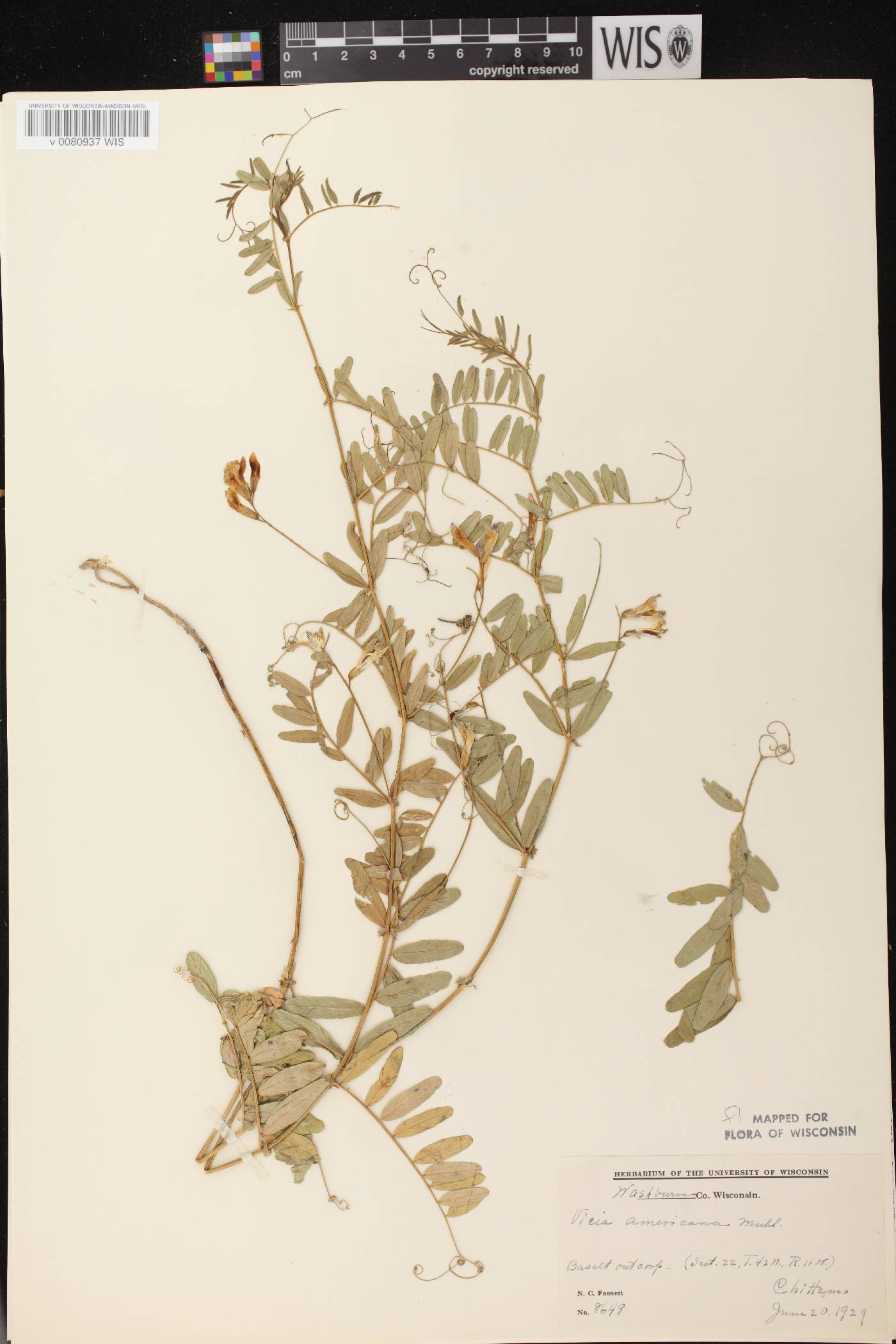 Vicia americana subsp. americana image