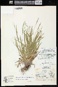 Image of Carex laxiculmis var. copulata