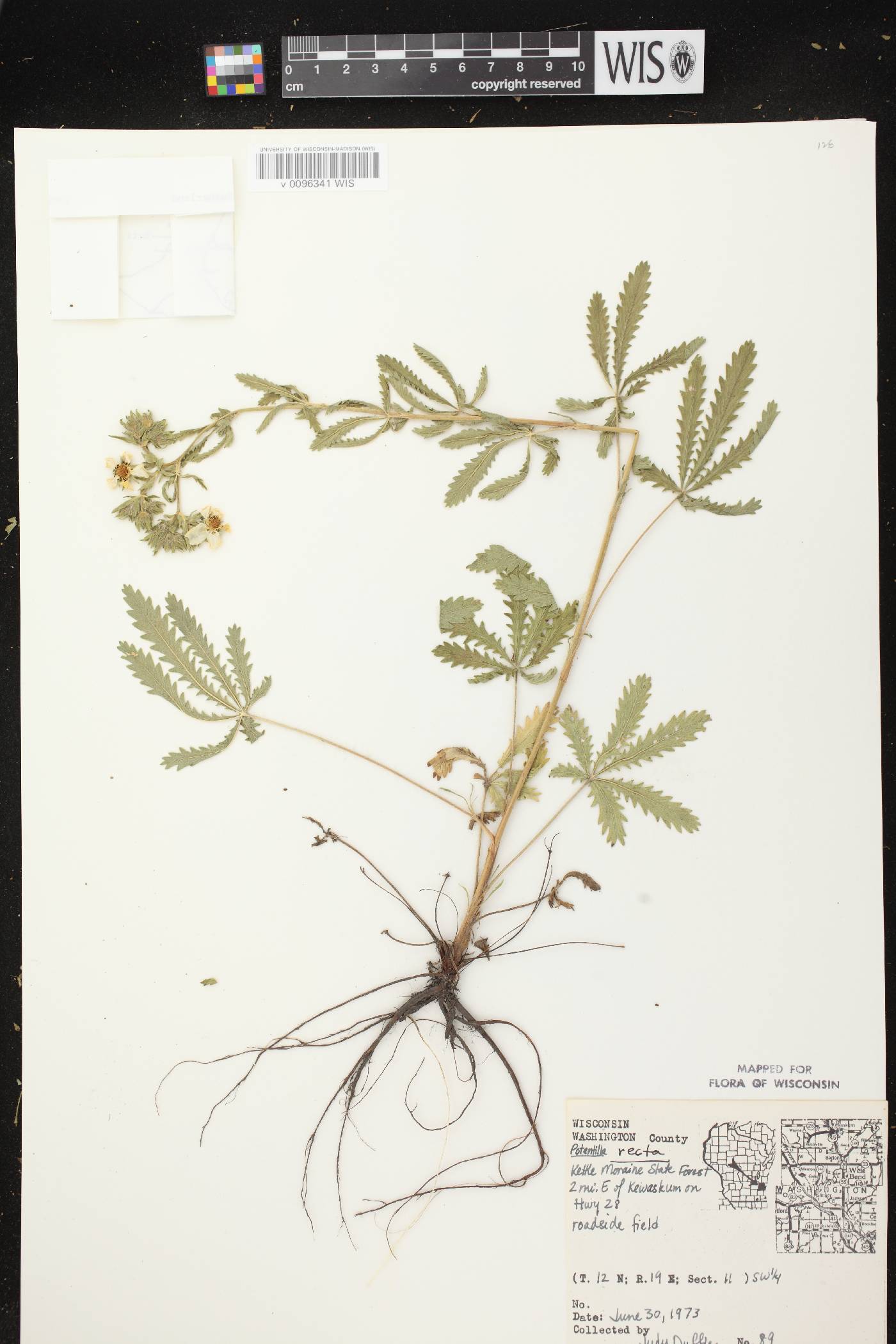 Potentilla recta image