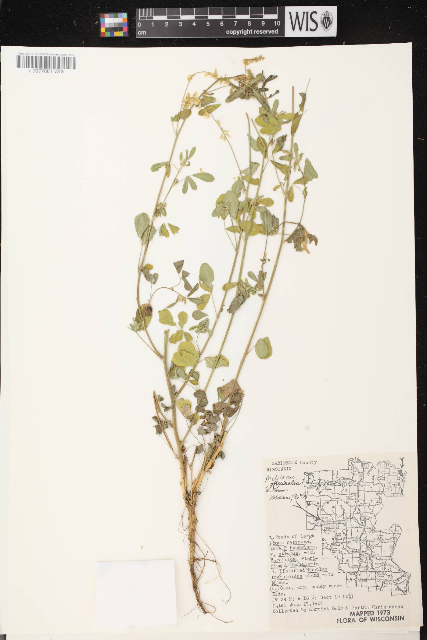 Melilotus officinalis image