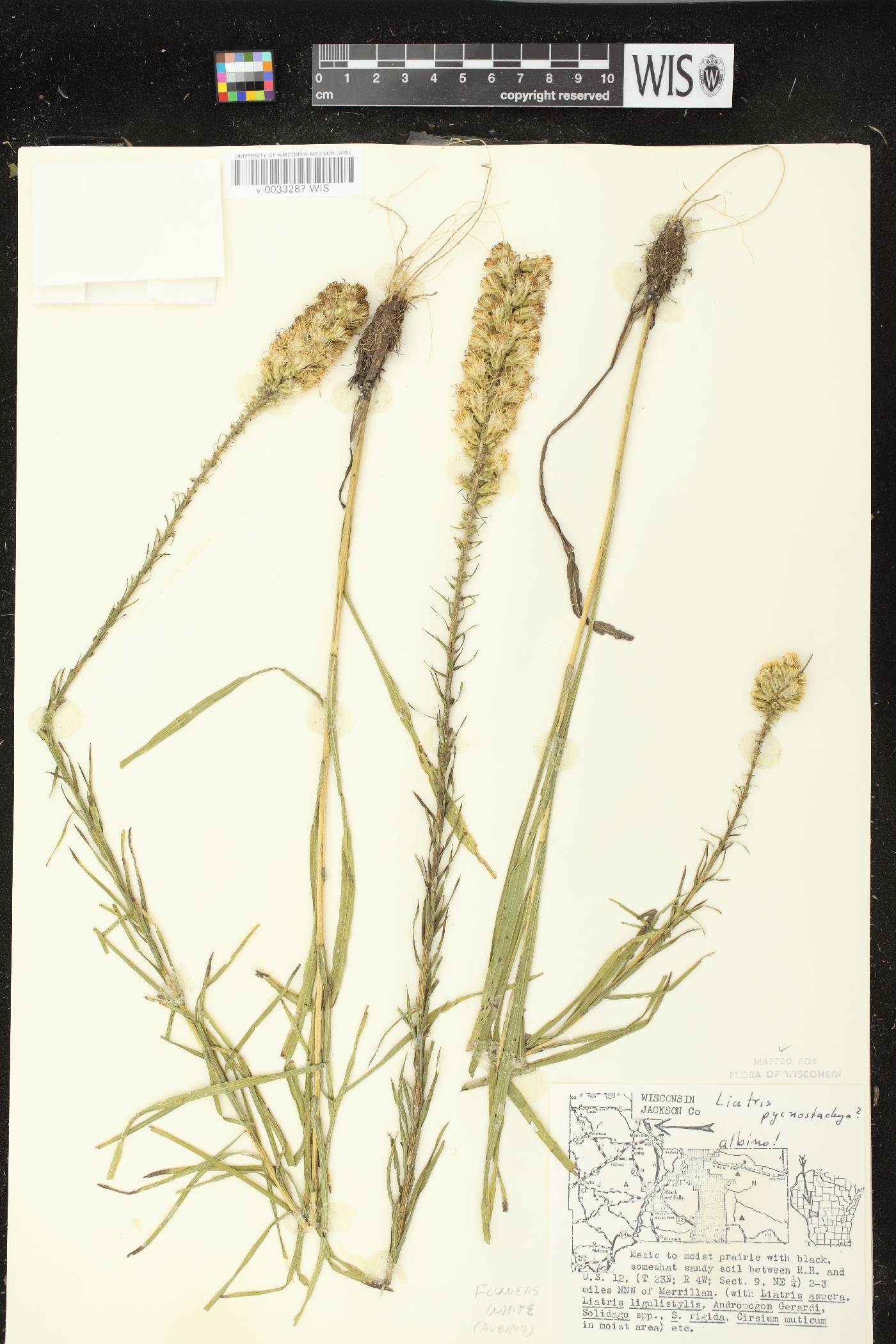 Liatris pycnostachya image