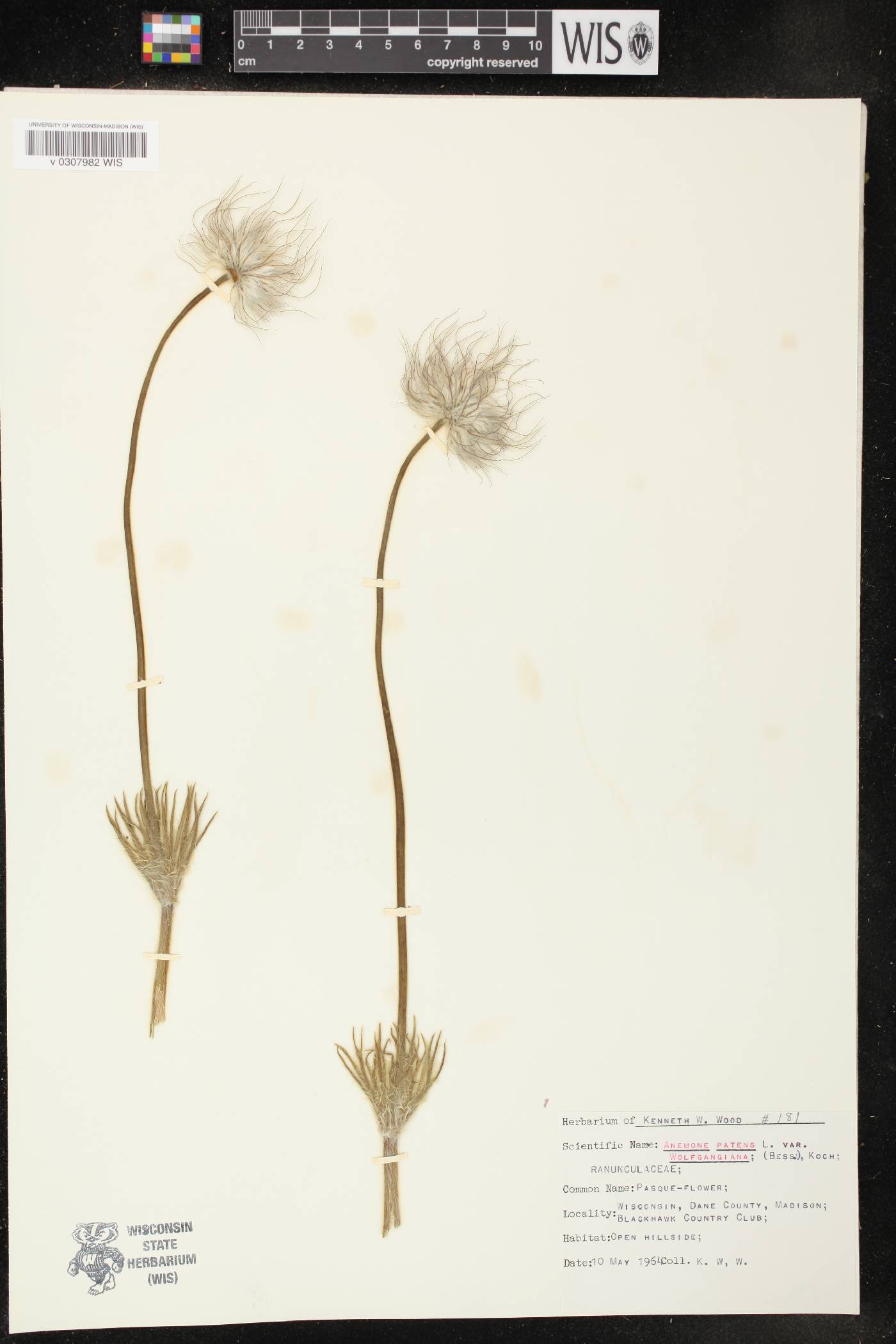 Anemone patens var. multifida image
