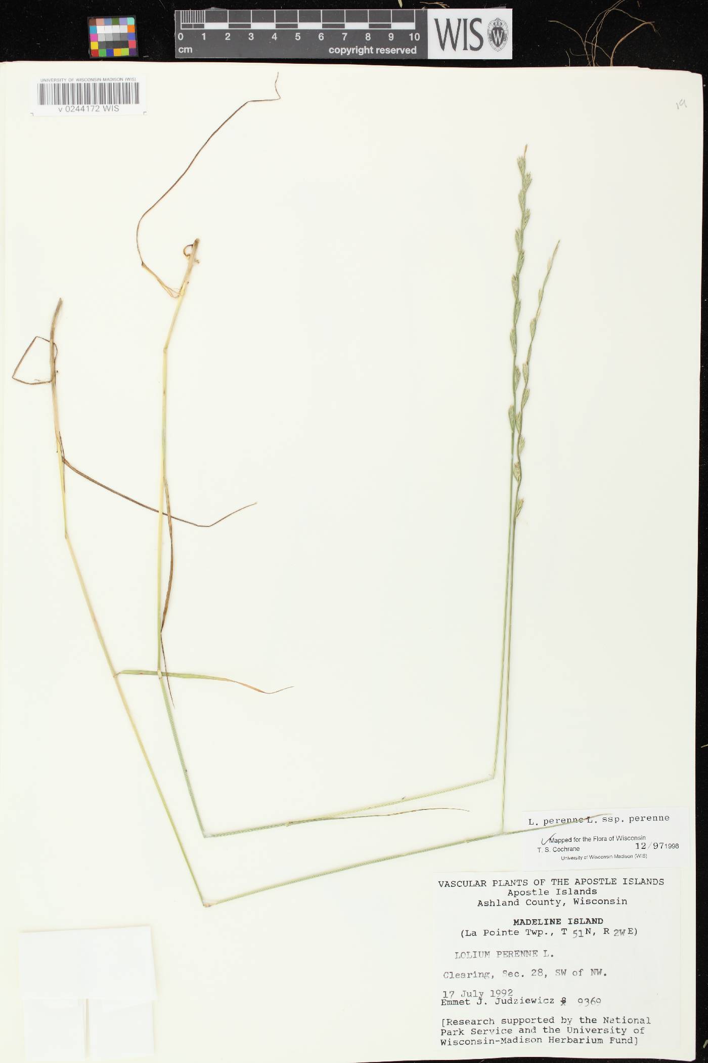 Lolium perenne subsp. perenne image