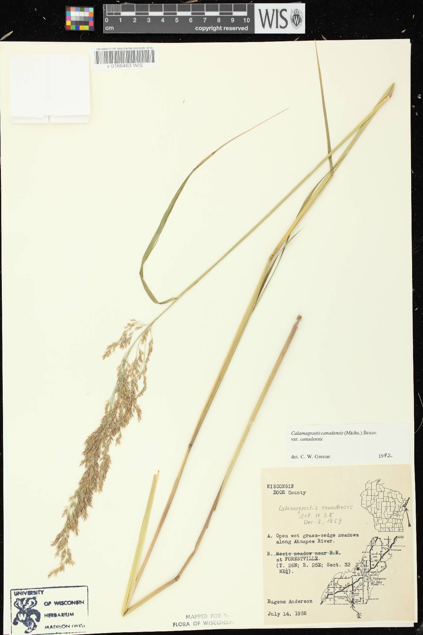 Calamagrostis canadensis var. canadensis image