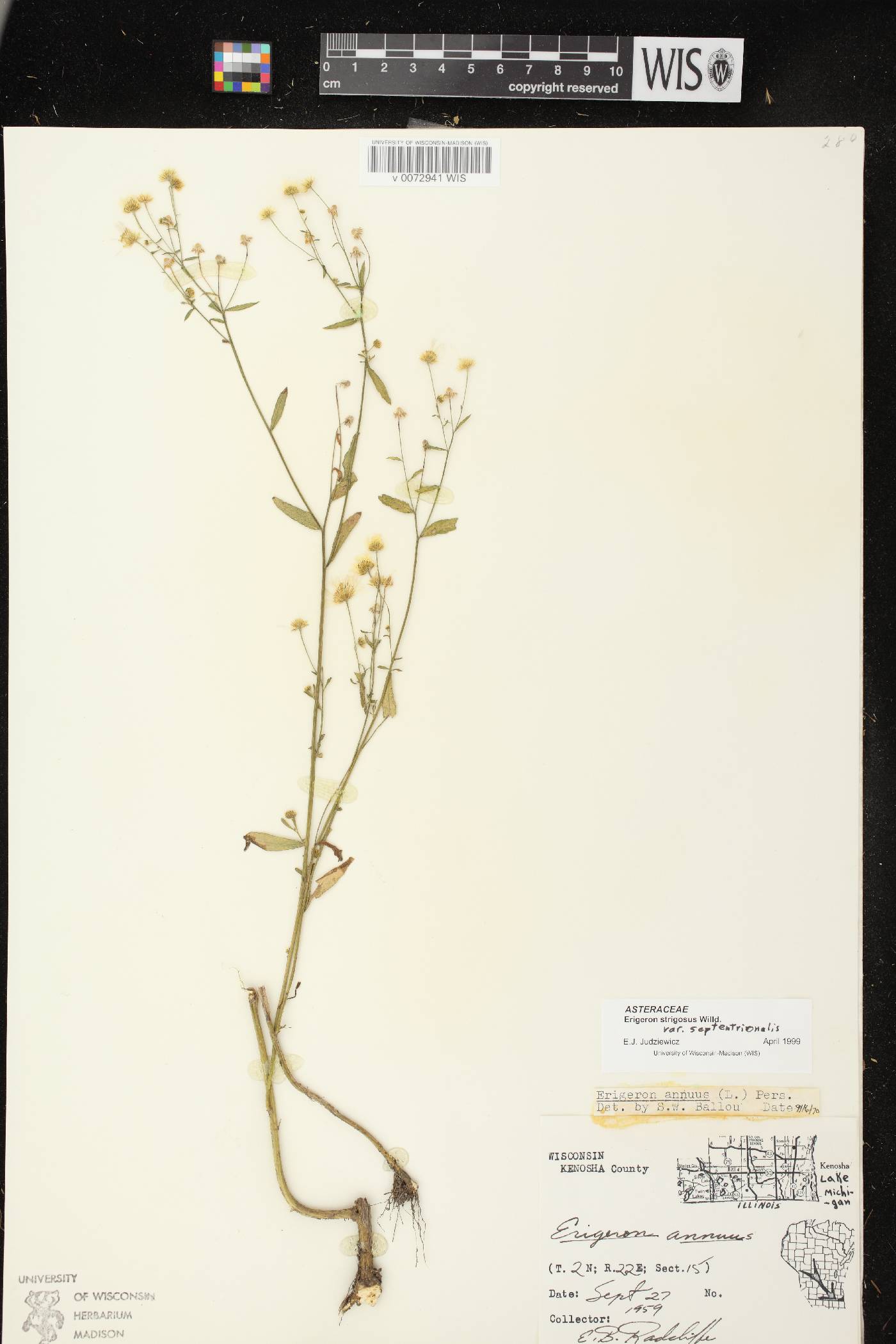 Erigeron strigosus var. septentrionalis image