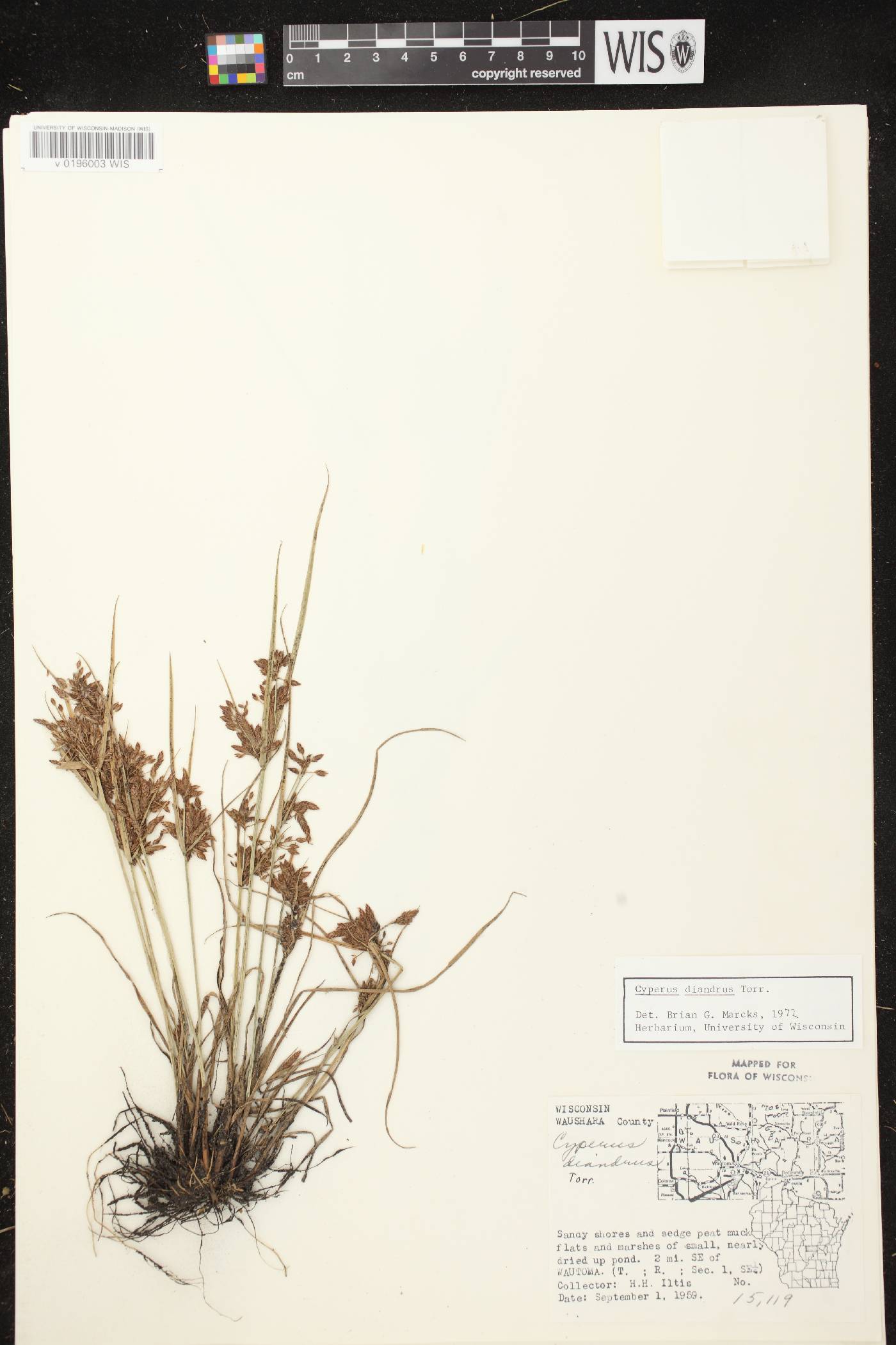 Cyperus diandrus image