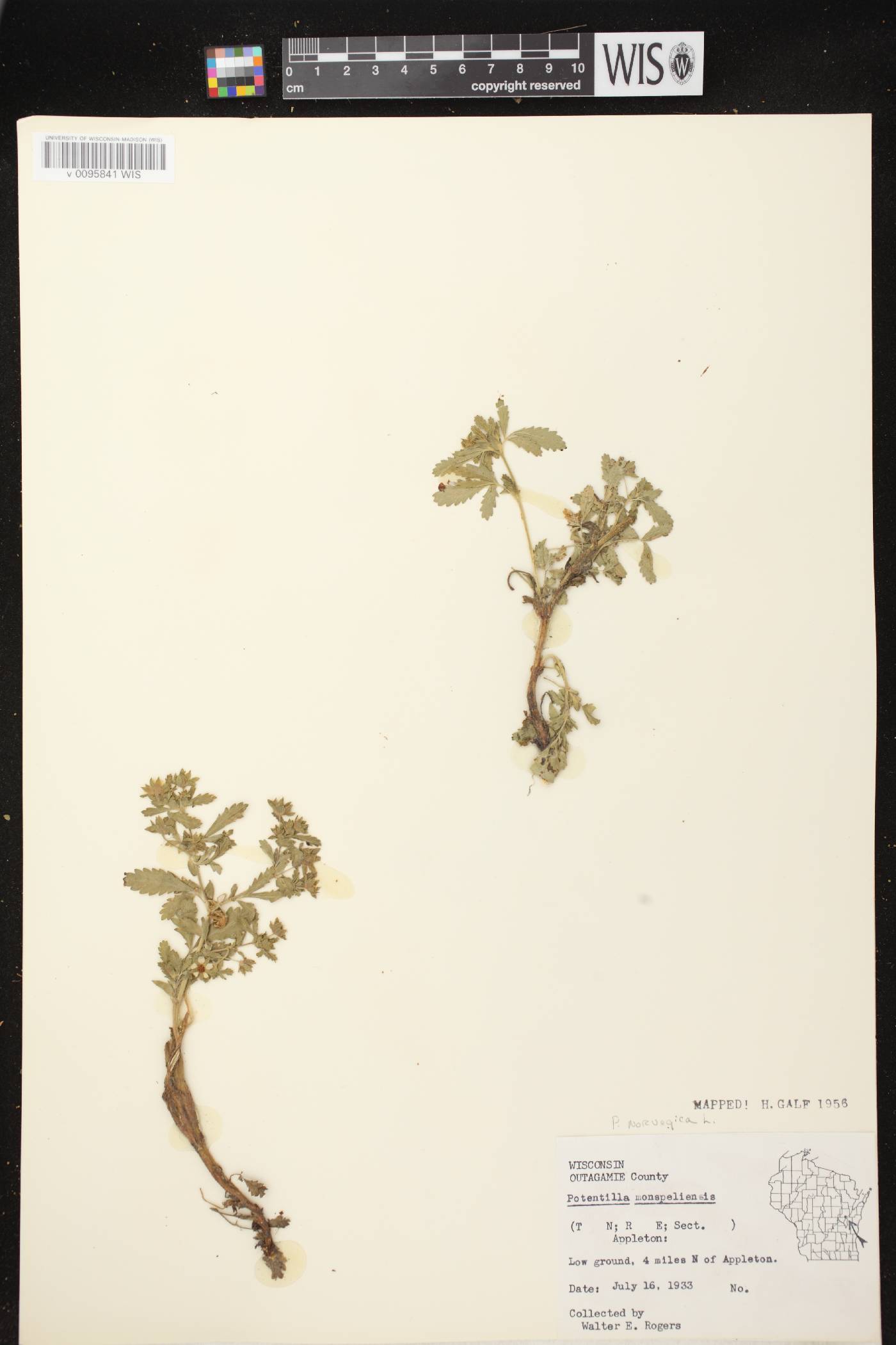 Potentilla norvegica image