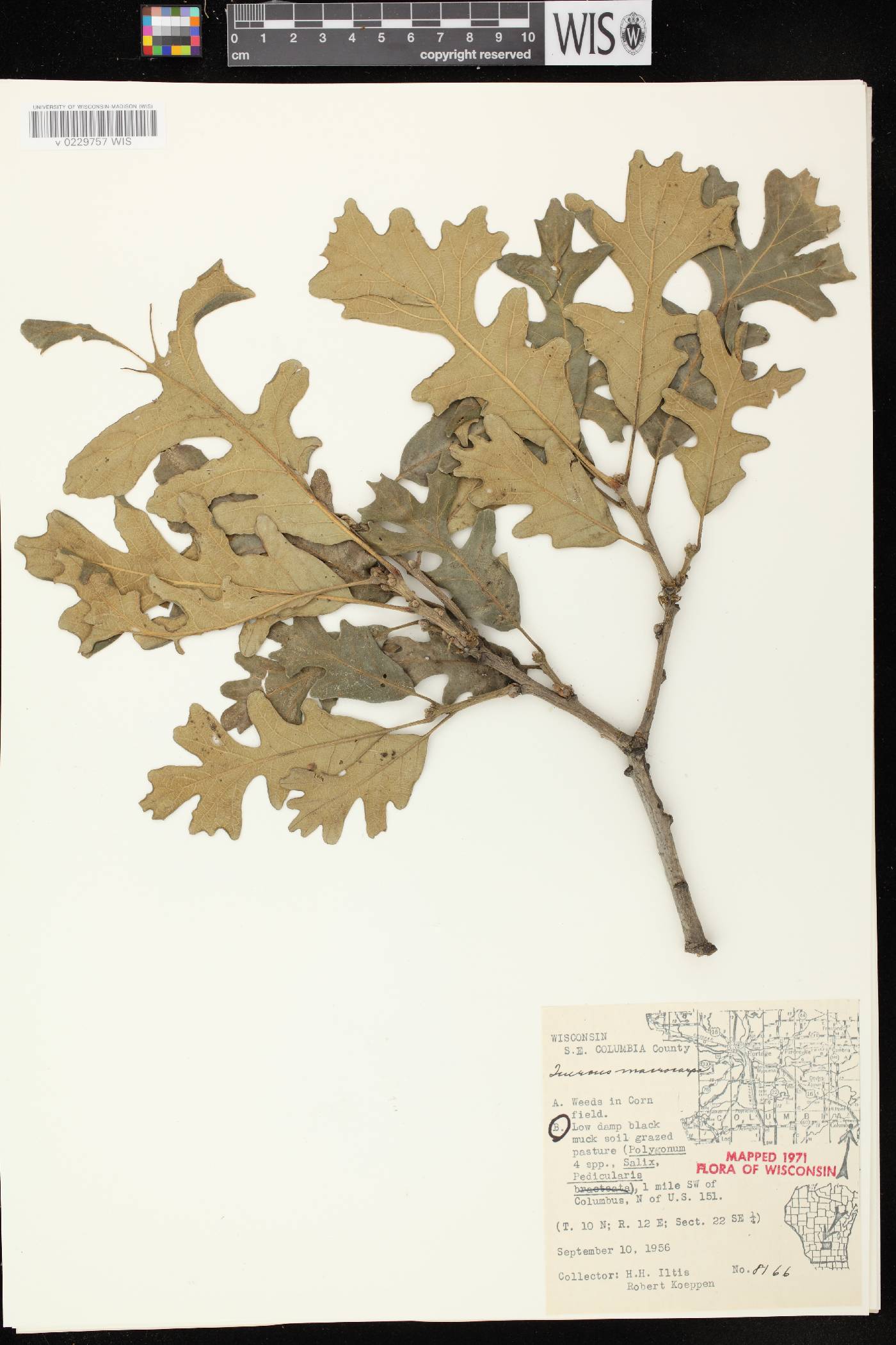 Quercus macrocarpa image