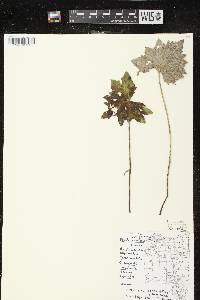 Image of Petasites frigidus var. vitifolius