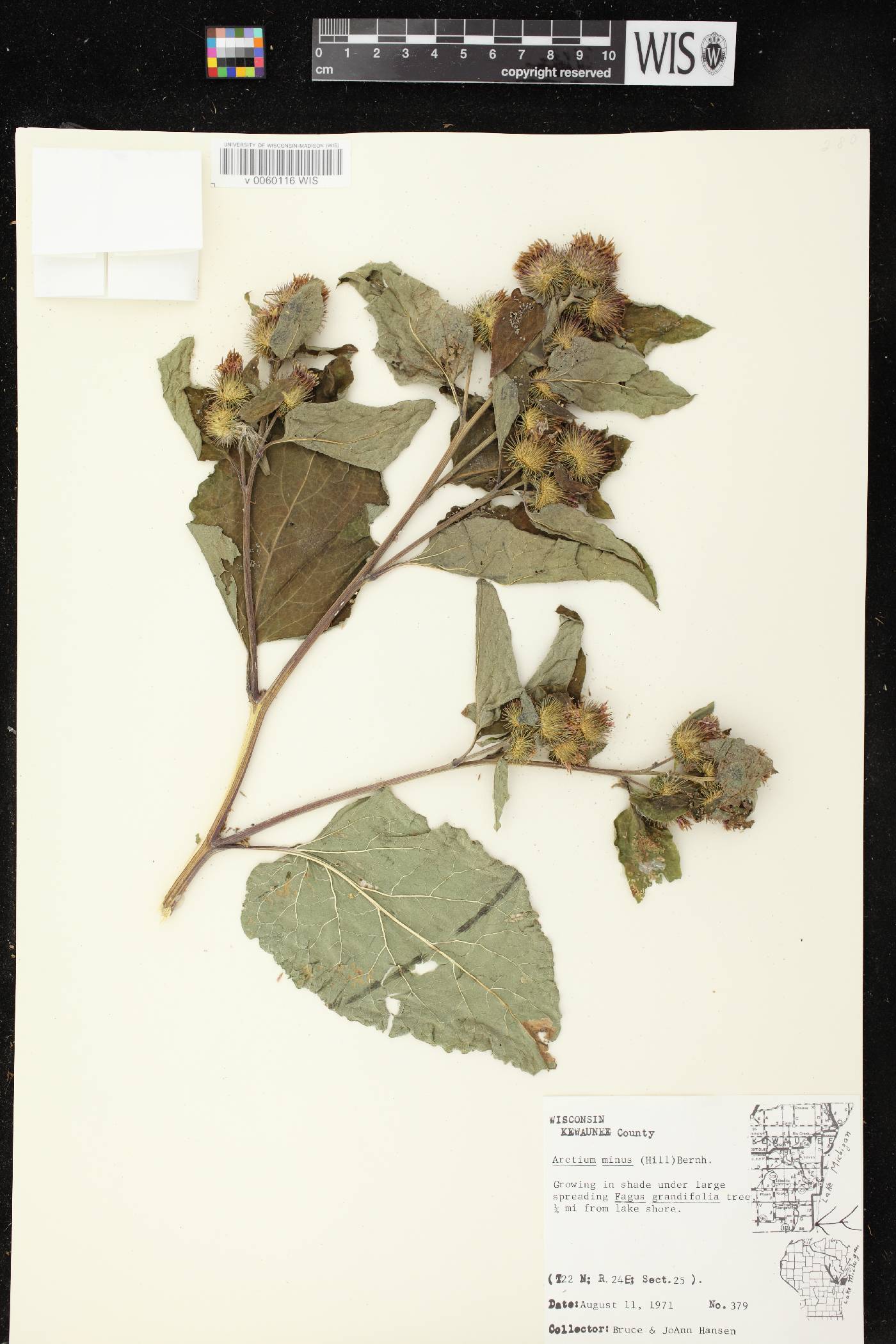 Arctium minus image