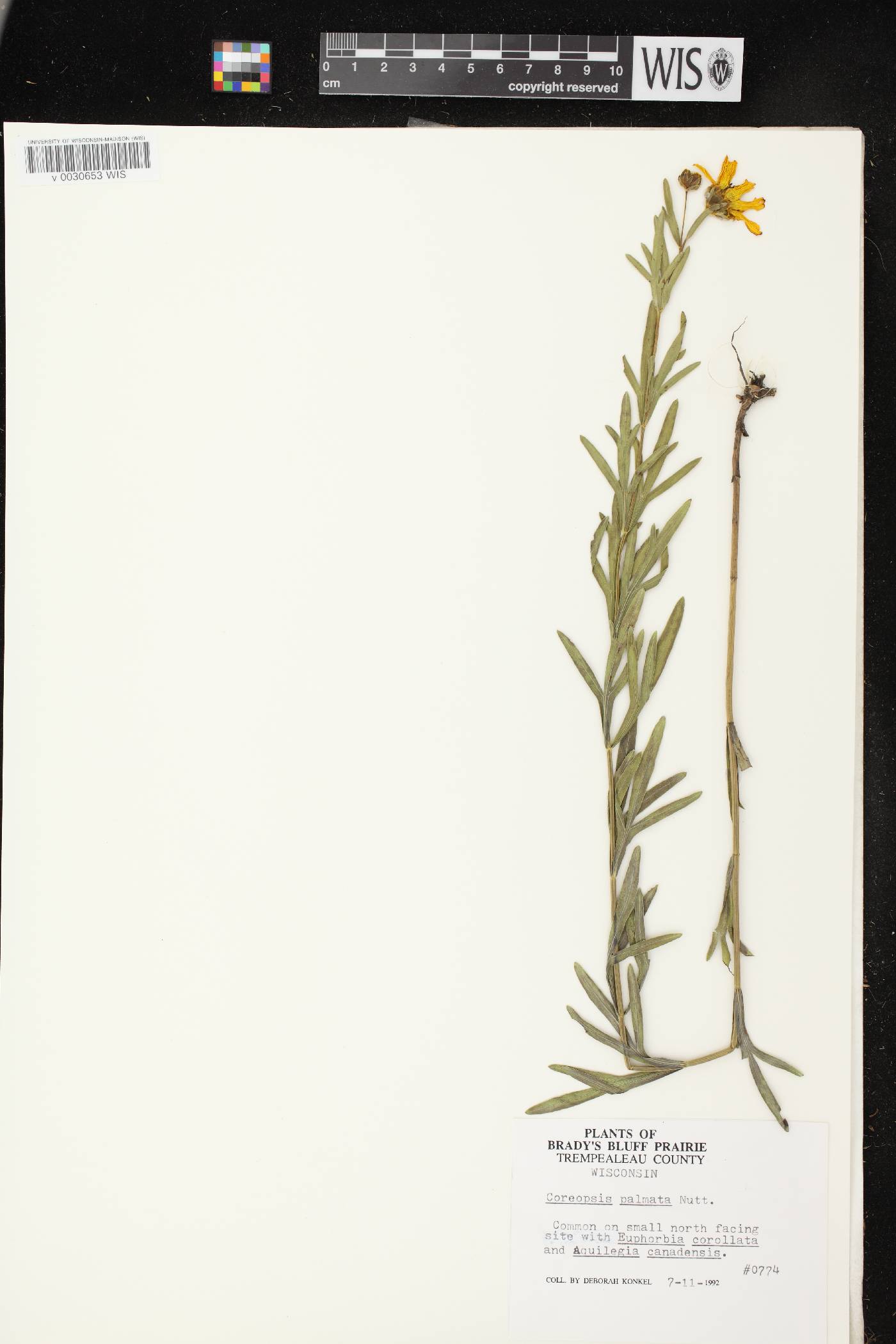 Coreopsis palmata image