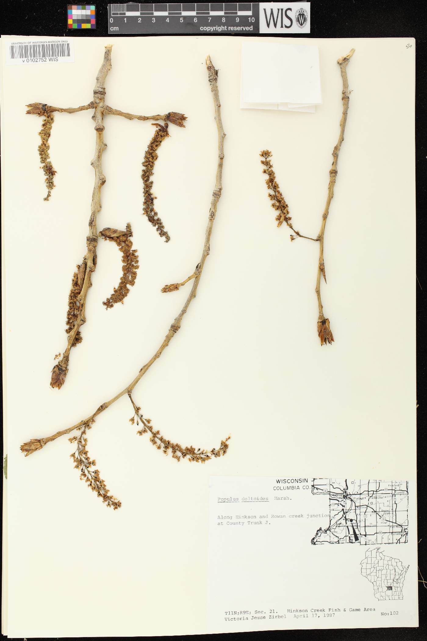 Populus deltoides subsp. monilifera image