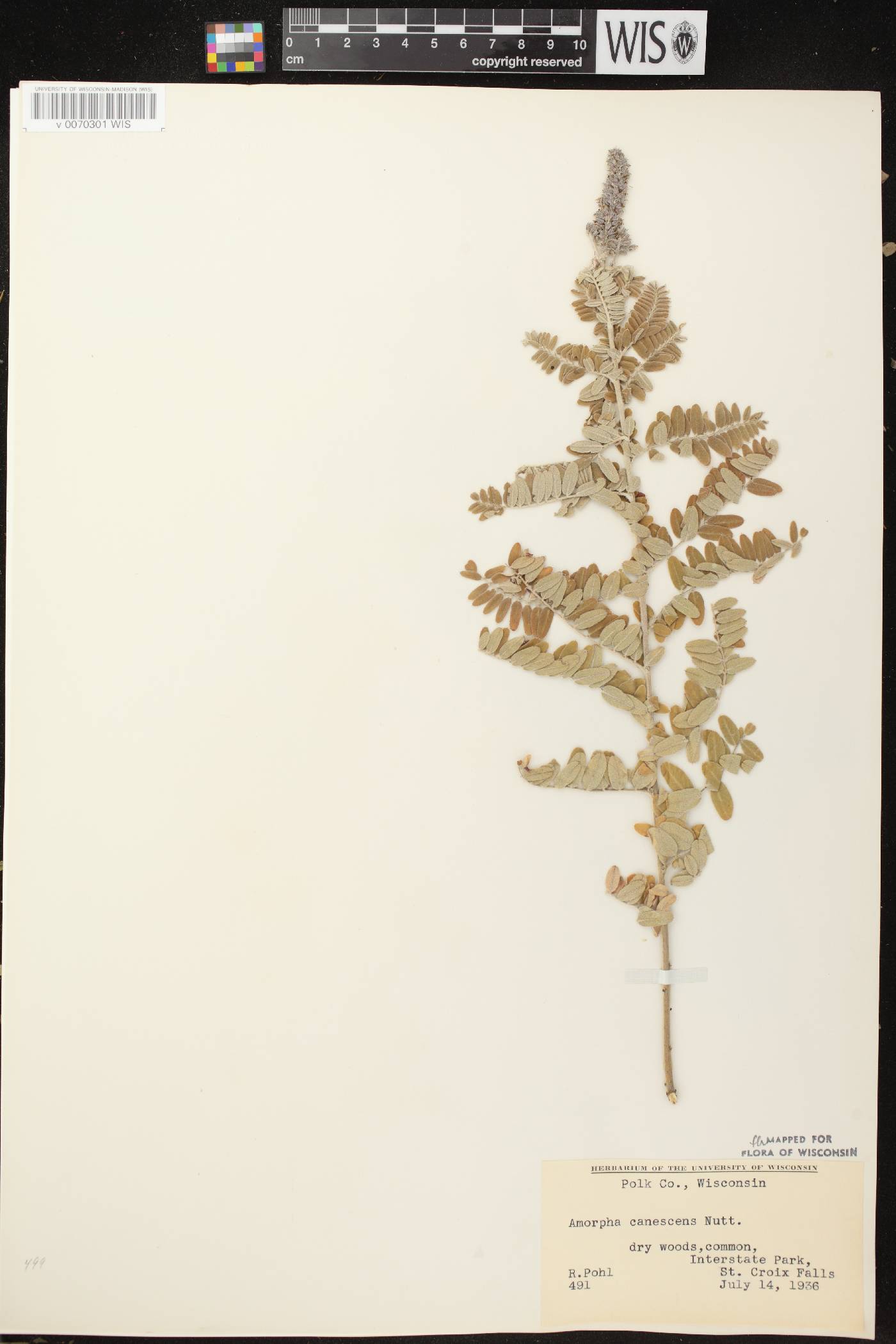 Amorpha canescens image