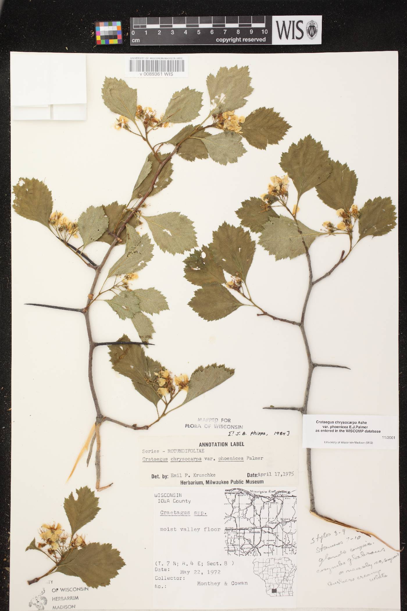 Crataegus chrysocarpa var. chrysocarpa image