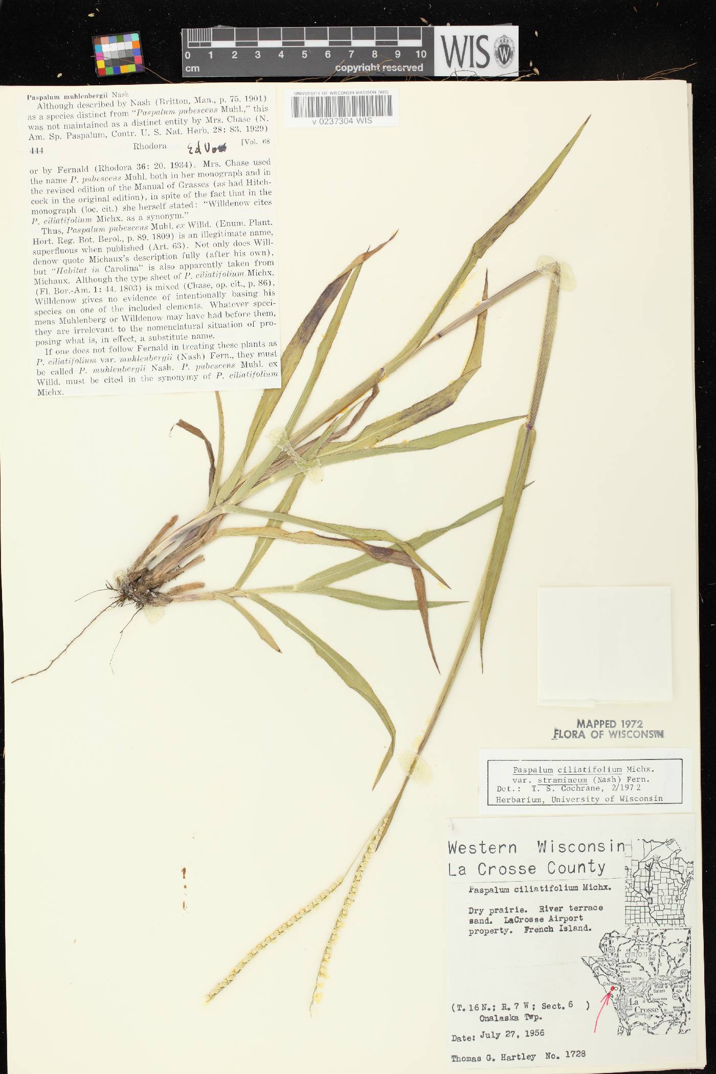 Paspalum setaceum var. stramineum image