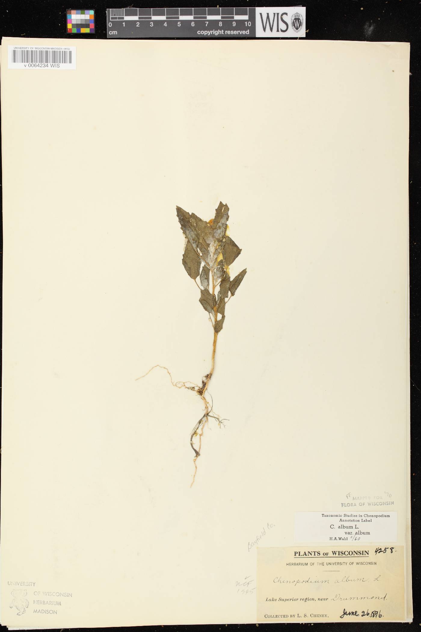 Chenopodium album image