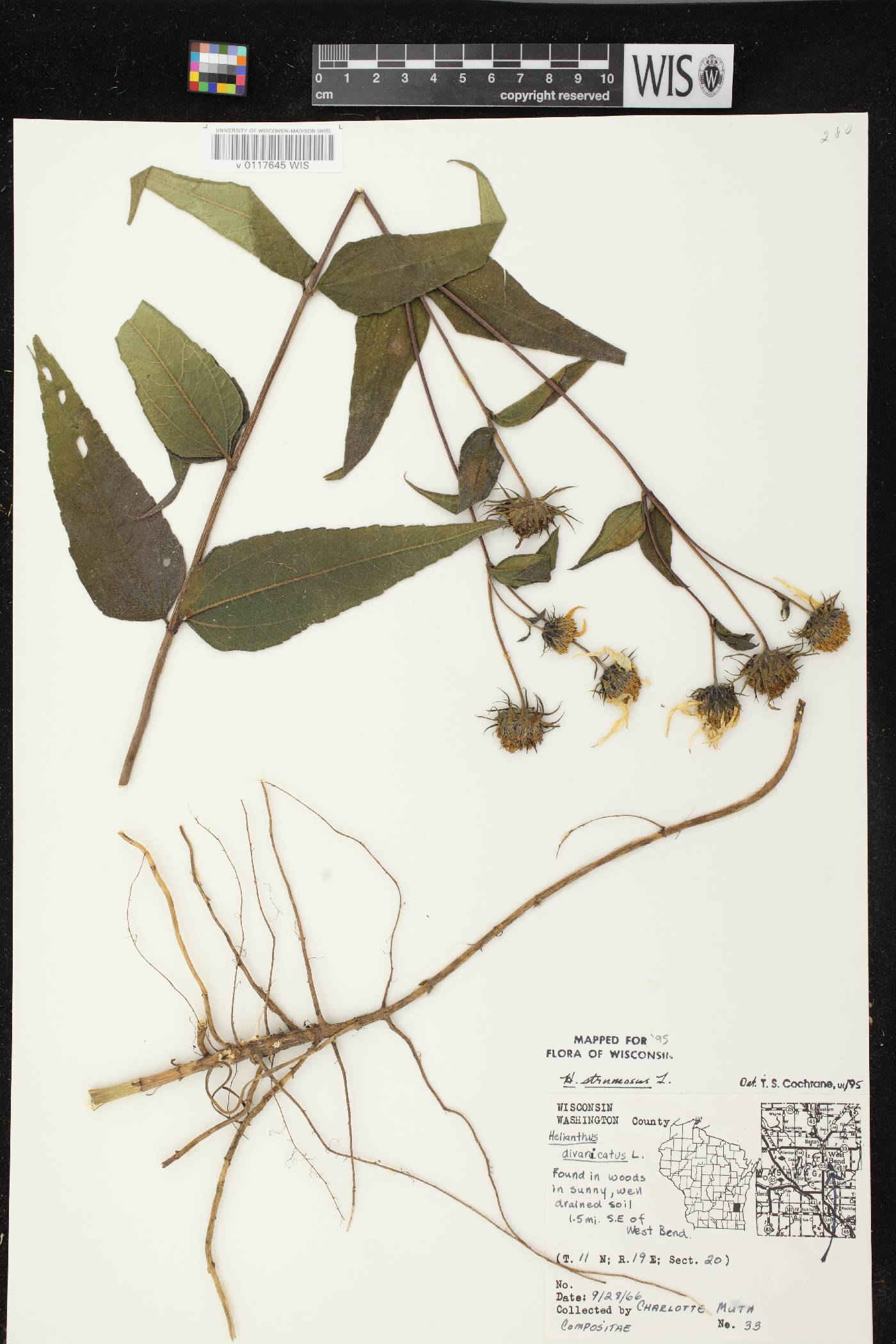 Helianthus strumosus image