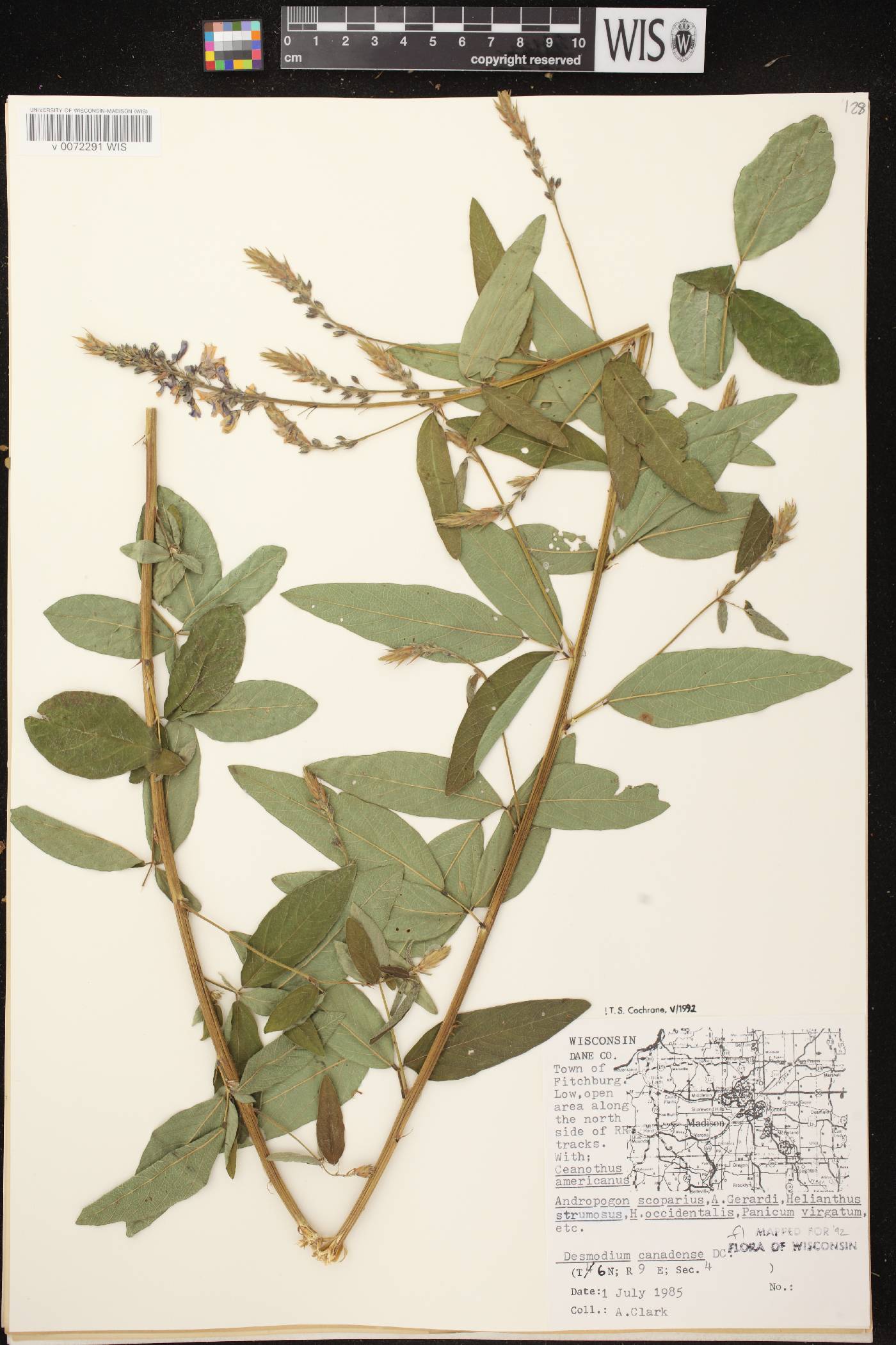 Desmodium canadense image