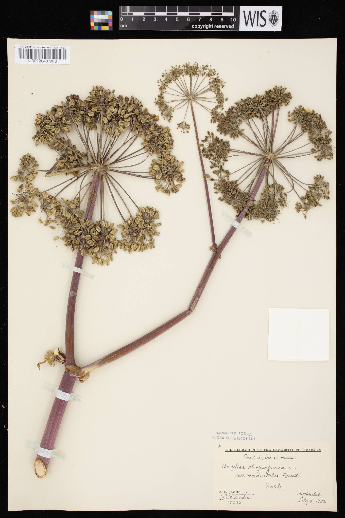 Angelica atropurpurea var. occidentalis image